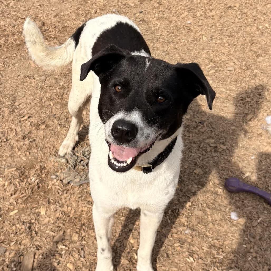 Enlarge Georgia, a Adoptable Mixed Breed in Alabaster, AL image 2/6