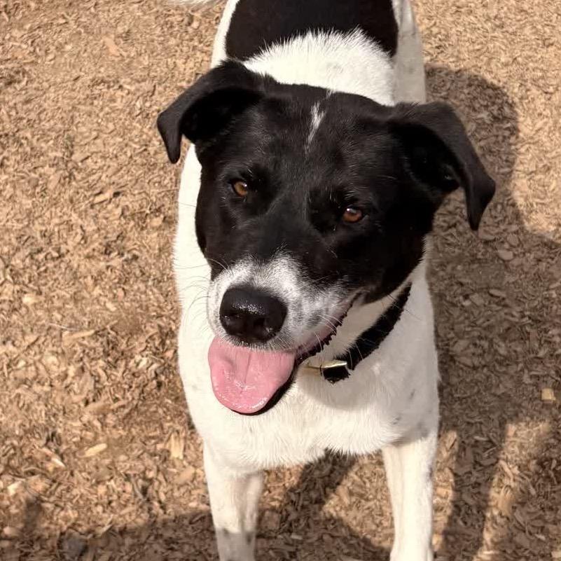 Enlarge Georgia, a Adoptable Mixed Breed in Alabaster, AL image 3/6