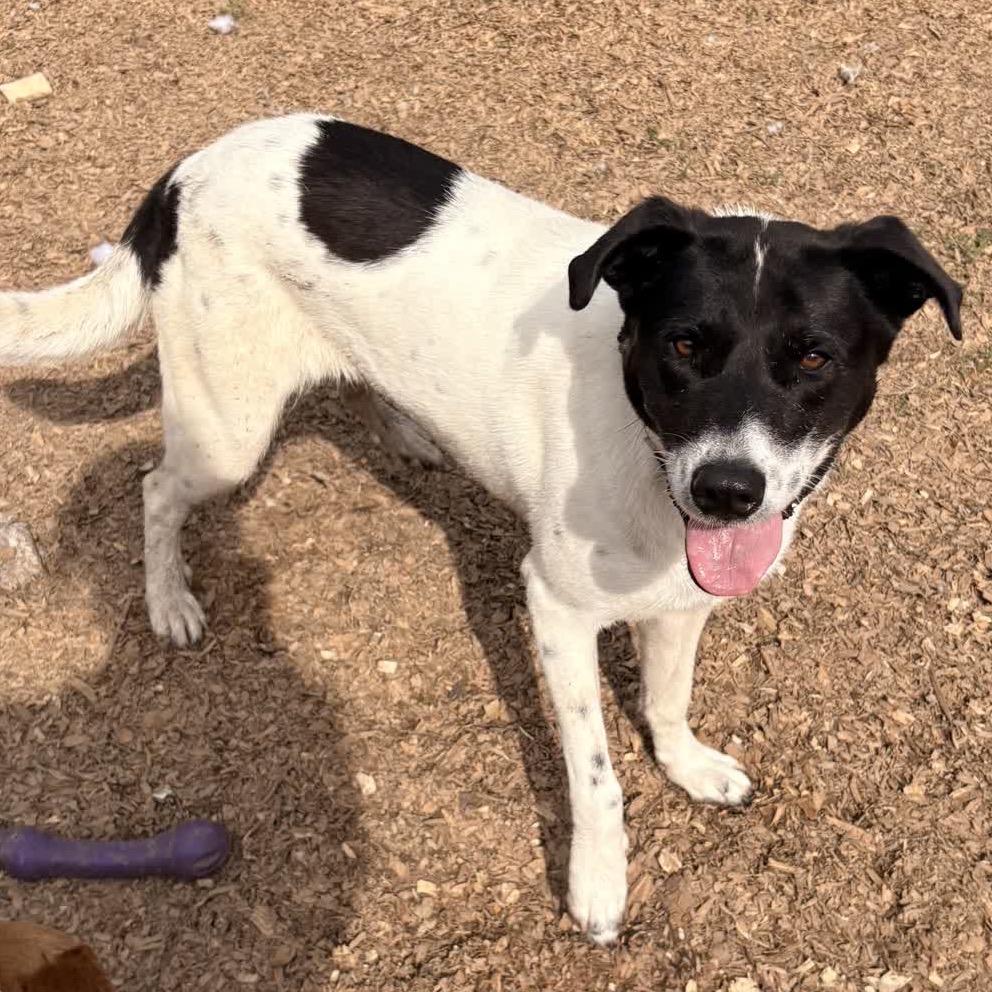Enlarge Georgia, a Adoptable Mixed Breed in Alabaster, AL image 4/6