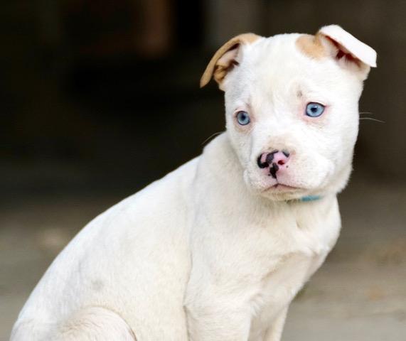 Cookie Cutiepie — thumbnail 2