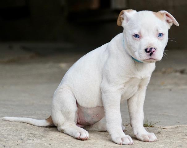 Cookie Cutiepie — thumbnail 5