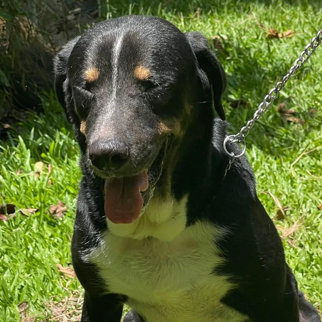 Enlarge Blackie, a Adoptable mixed breed in Annapolis, MD image 2/6