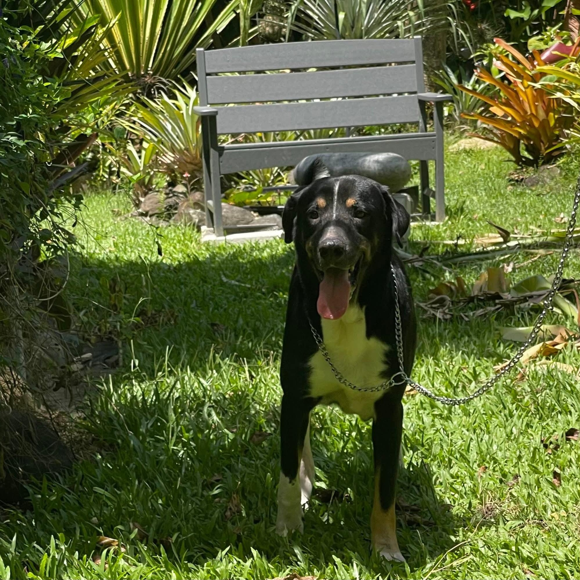 Enlarge Blackie, a Adoptable mixed breed in Annapolis, MD image 3/6