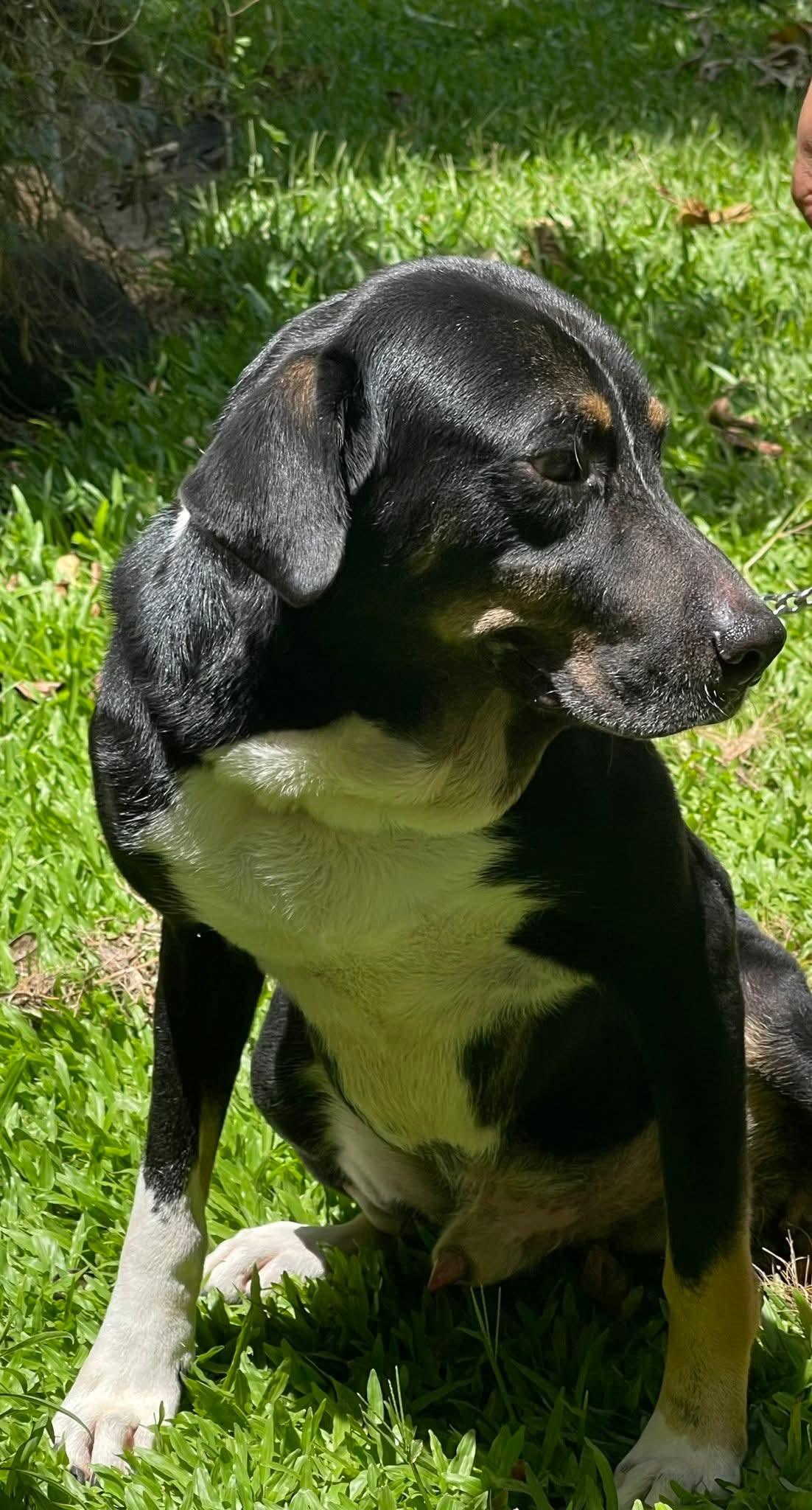 Enlarge Blackie, a Adoptable mixed breed in Annapolis, MD image 4/6