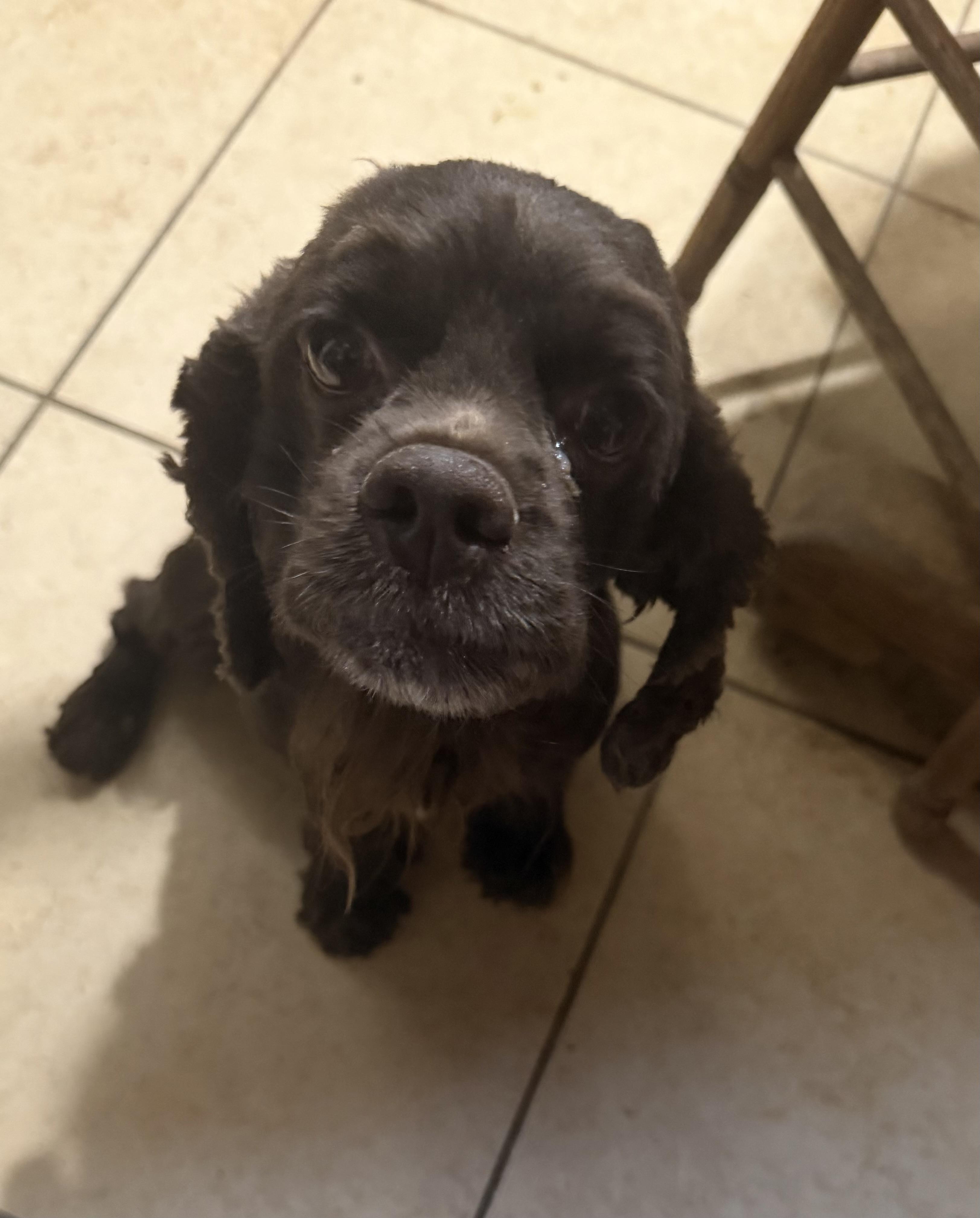 Enlarge DARBY, a Adoptable Cocker Spaniel in Phoenix, AZ image 1/1