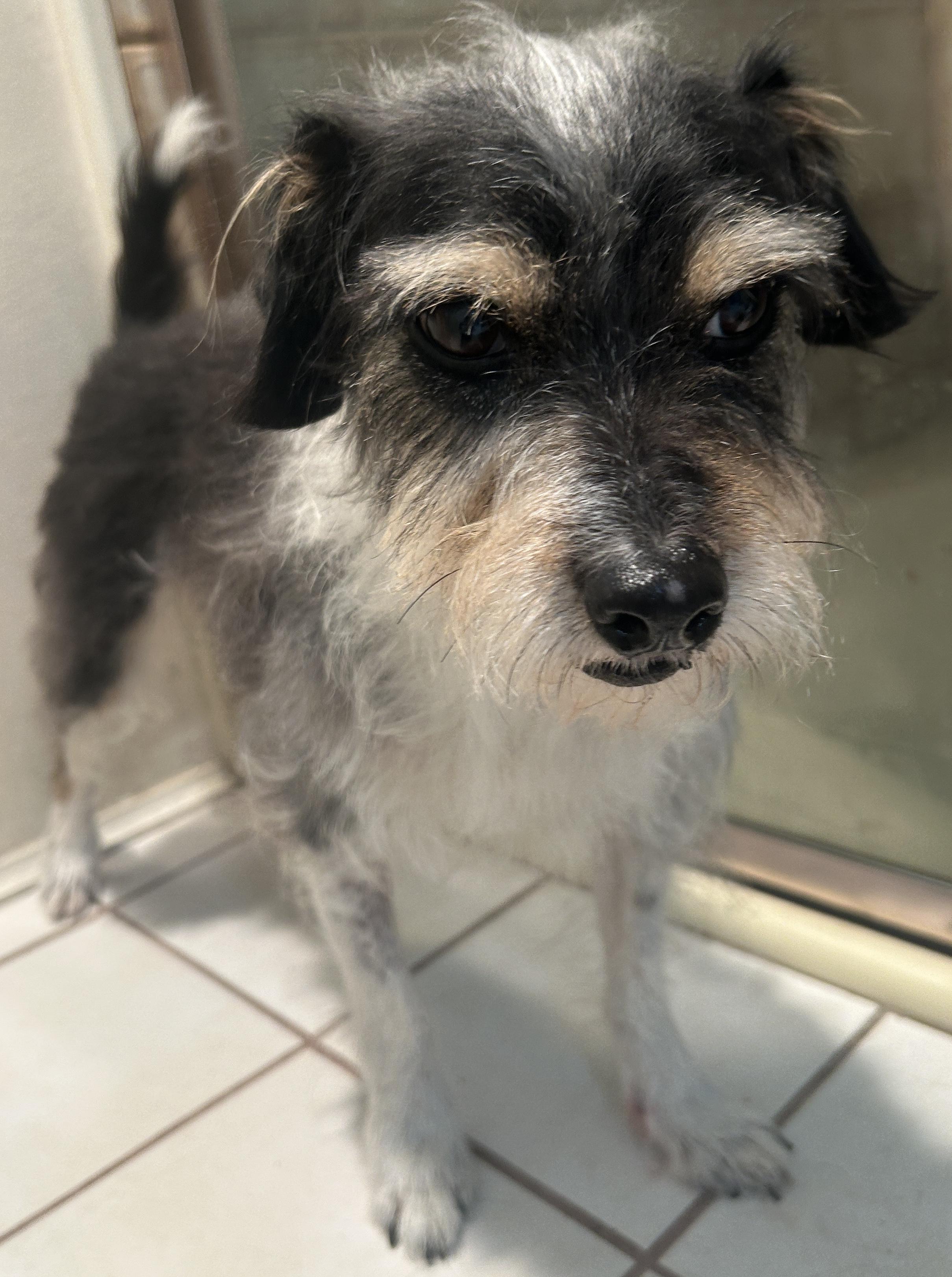 Enlarge BAILEY, a ADOPTABLE mixed breed in El Cajon, CA image 1/6