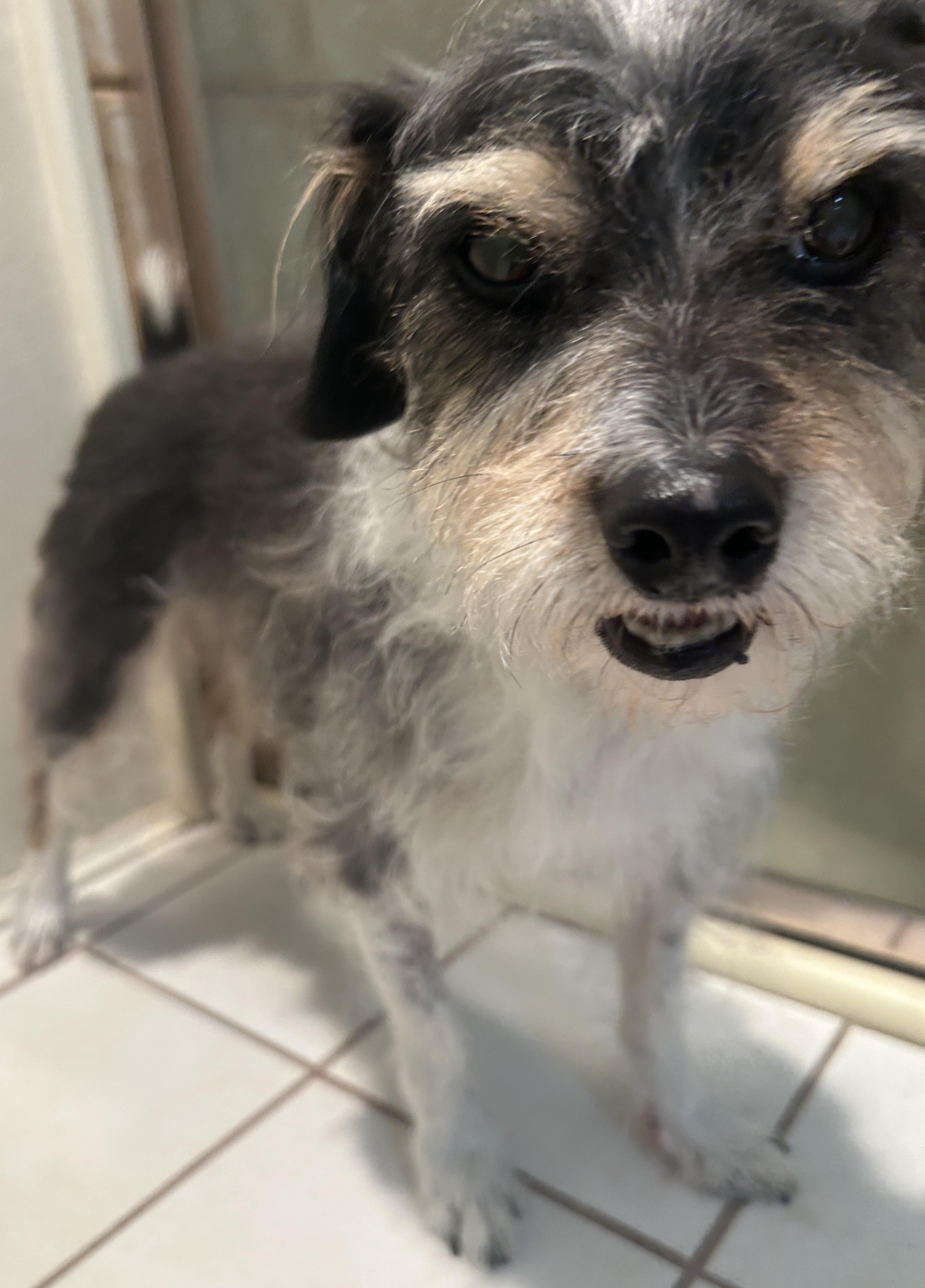 Enlarge BAILEY, a ADOPTABLE mixed breed in El Cajon, CA image 5/6