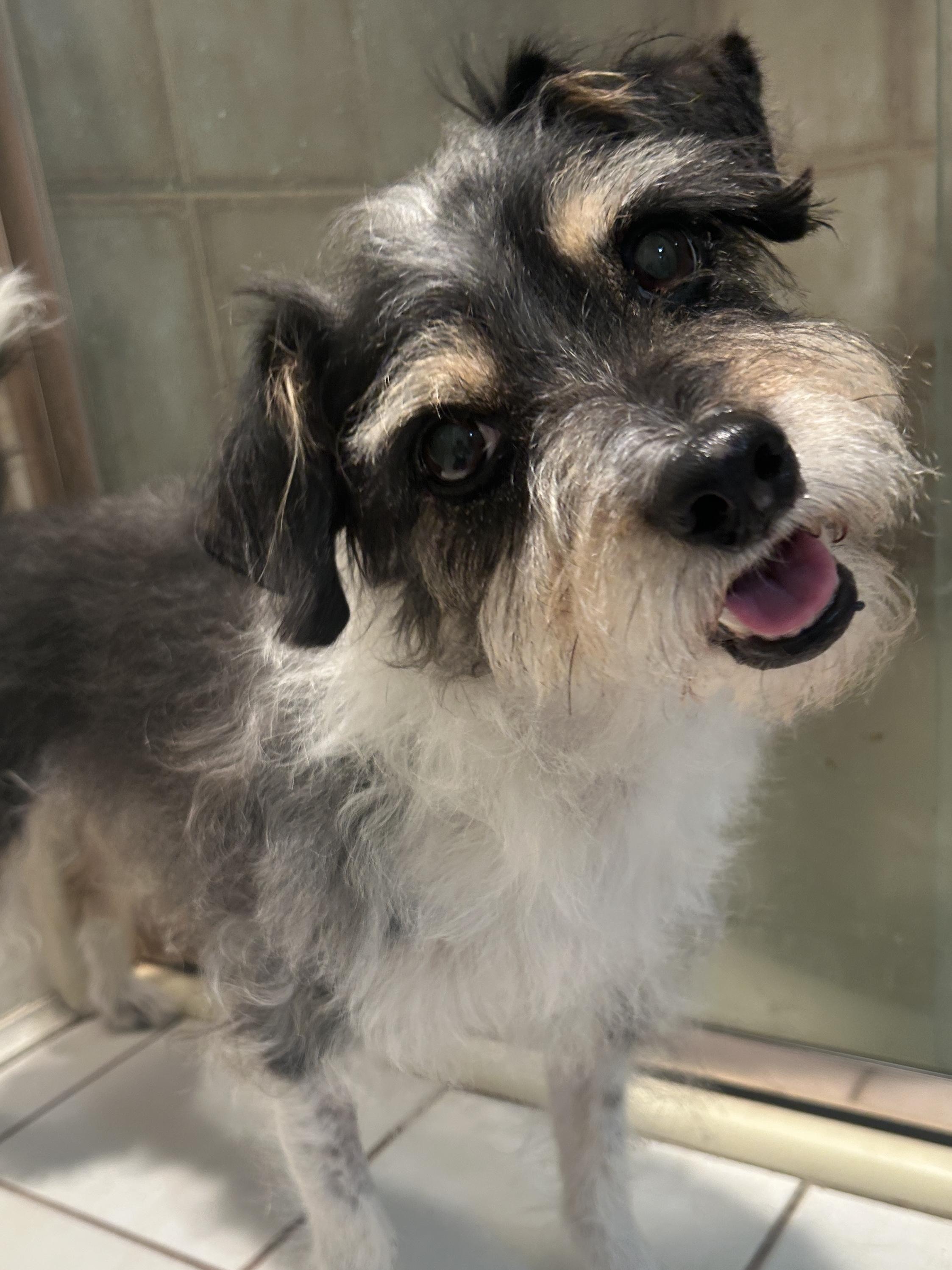Enlarge BAILEY, a ADOPTABLE mixed breed in El Cajon, CA image 4/6