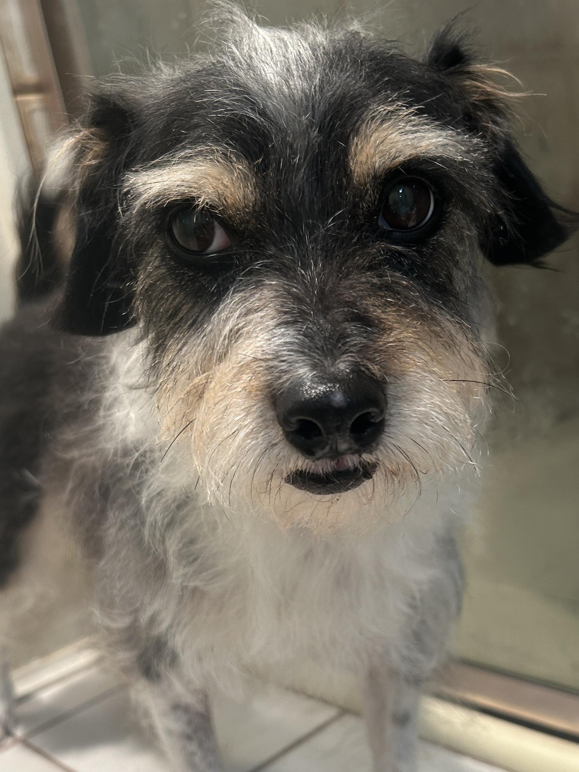 Enlarge BAILEY, a ADOPTABLE mixed breed in El Cajon, CA image 6/6