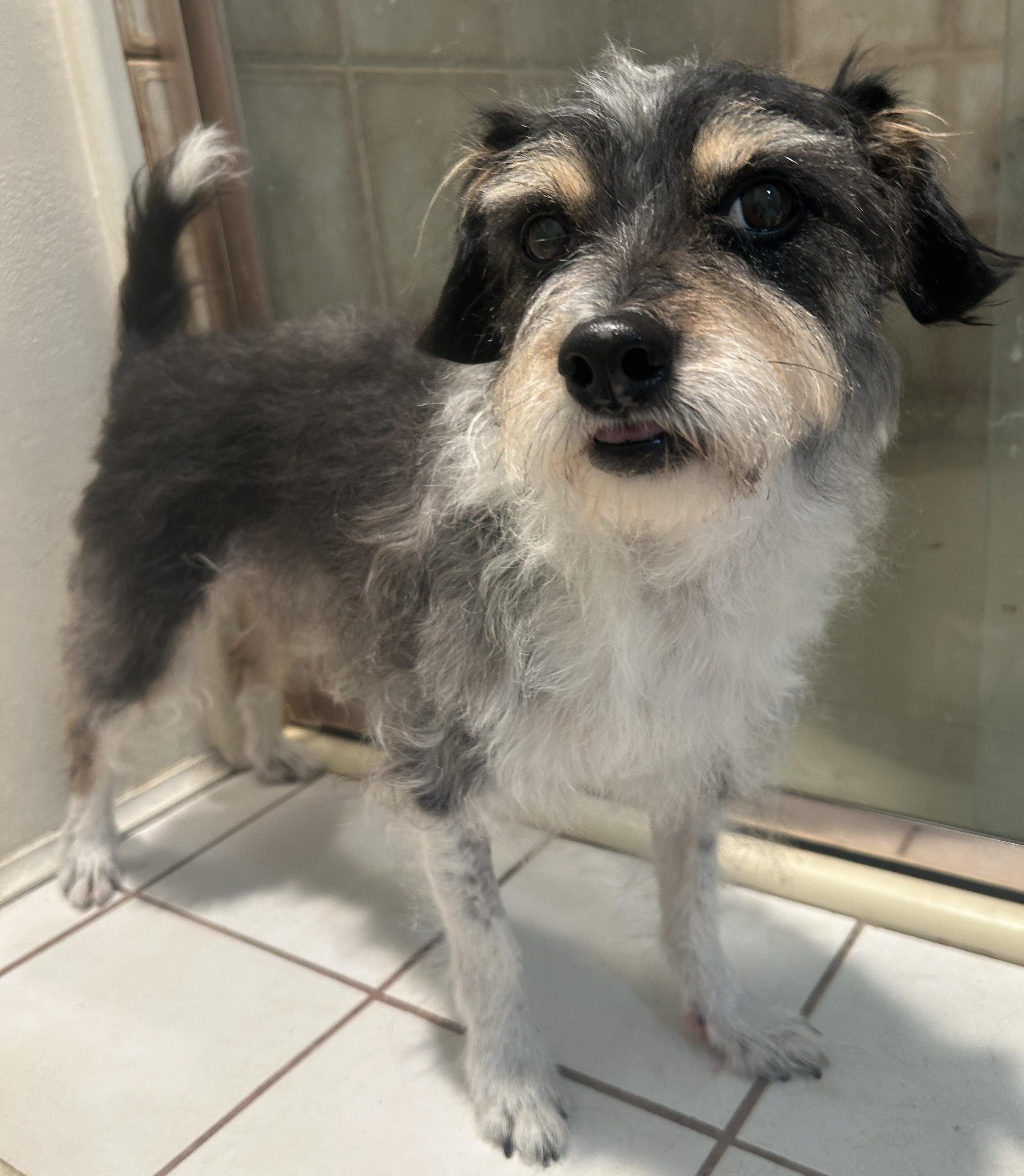 Enlarge BAILEY, a ADOPTABLE mixed breed in El Cajon, CA image 2/6