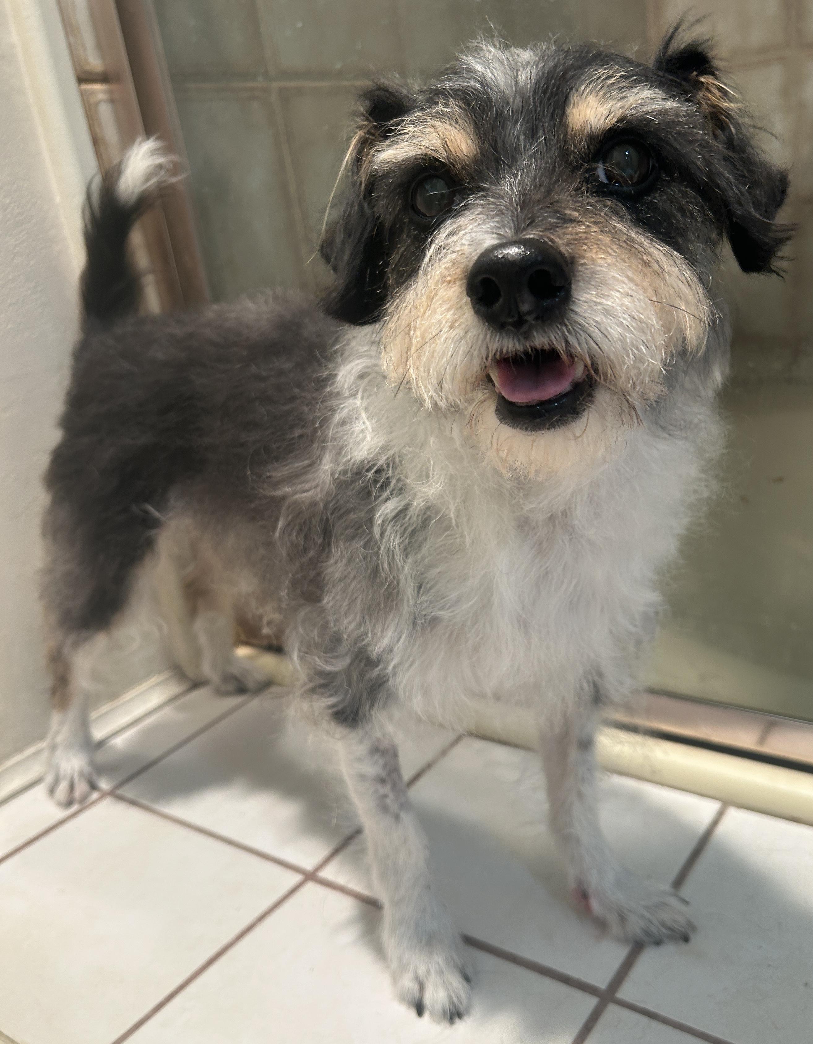 Enlarge BAILEY, a ADOPTABLE mixed breed in El Cajon, CA image 3/6