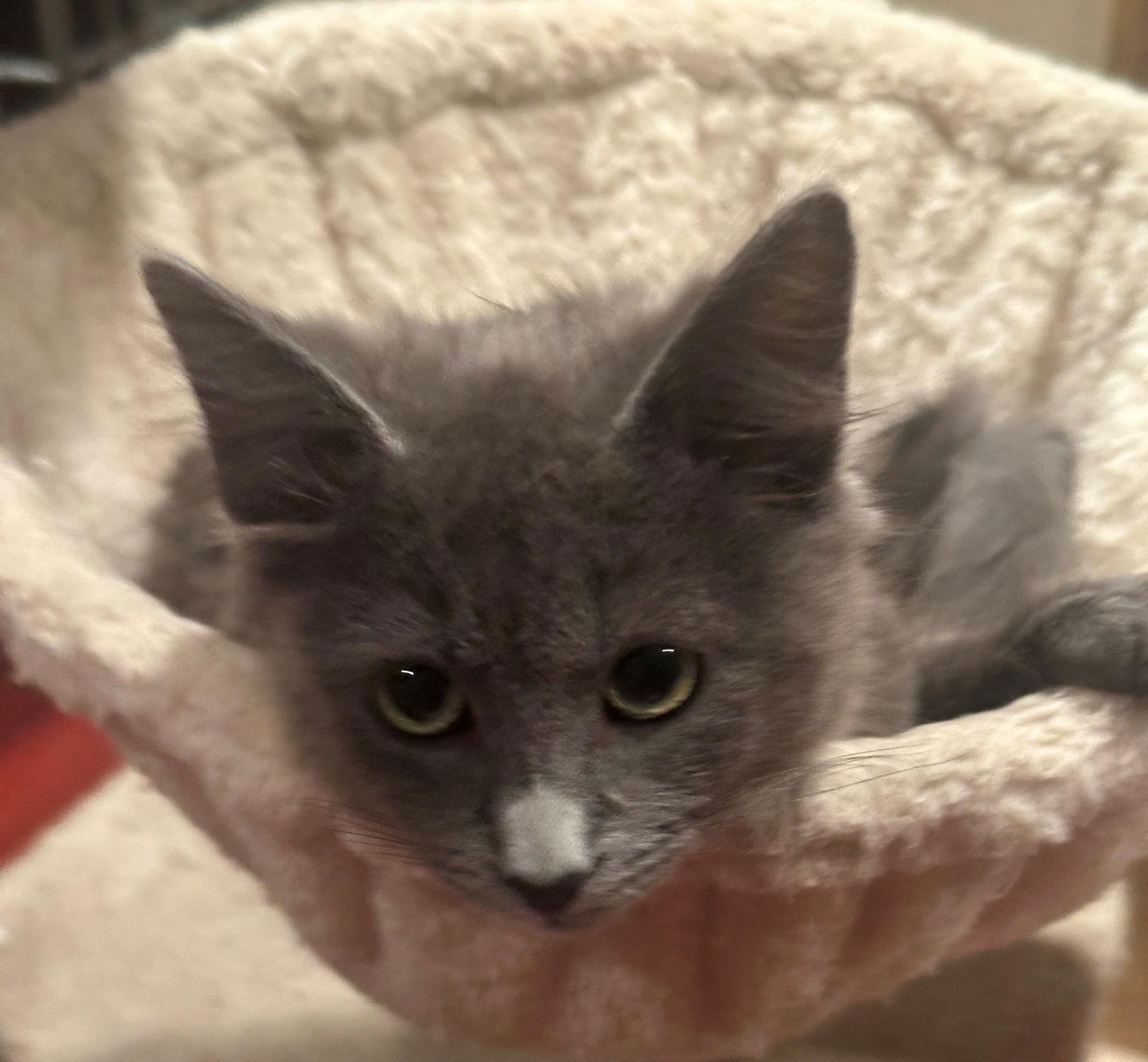 Enlarge Bingo, a Adopted mixed breed in Palo Alto, CA image 3/3