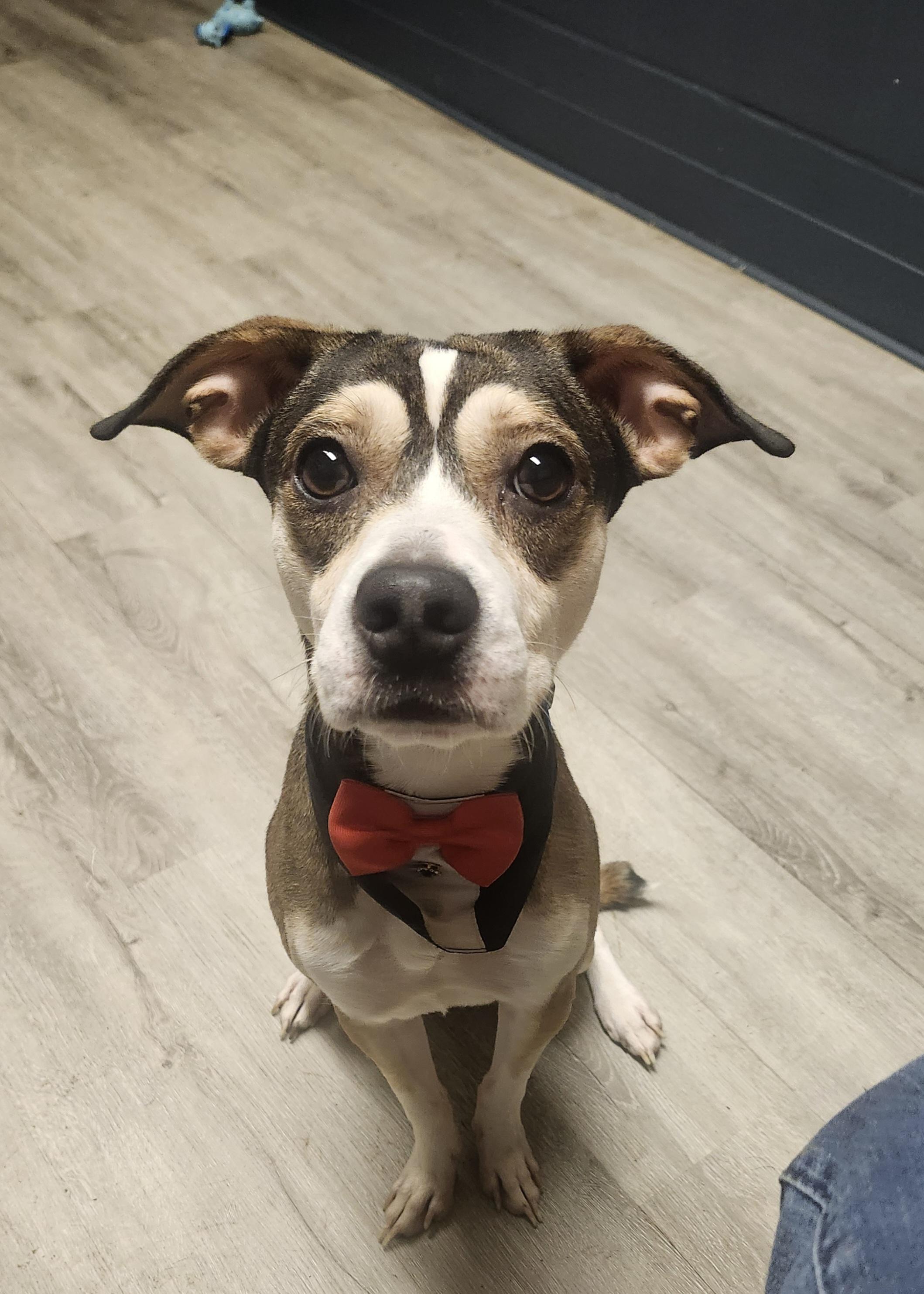 Butler, an adopted mixed breed in Mansfield, OH image 1/4