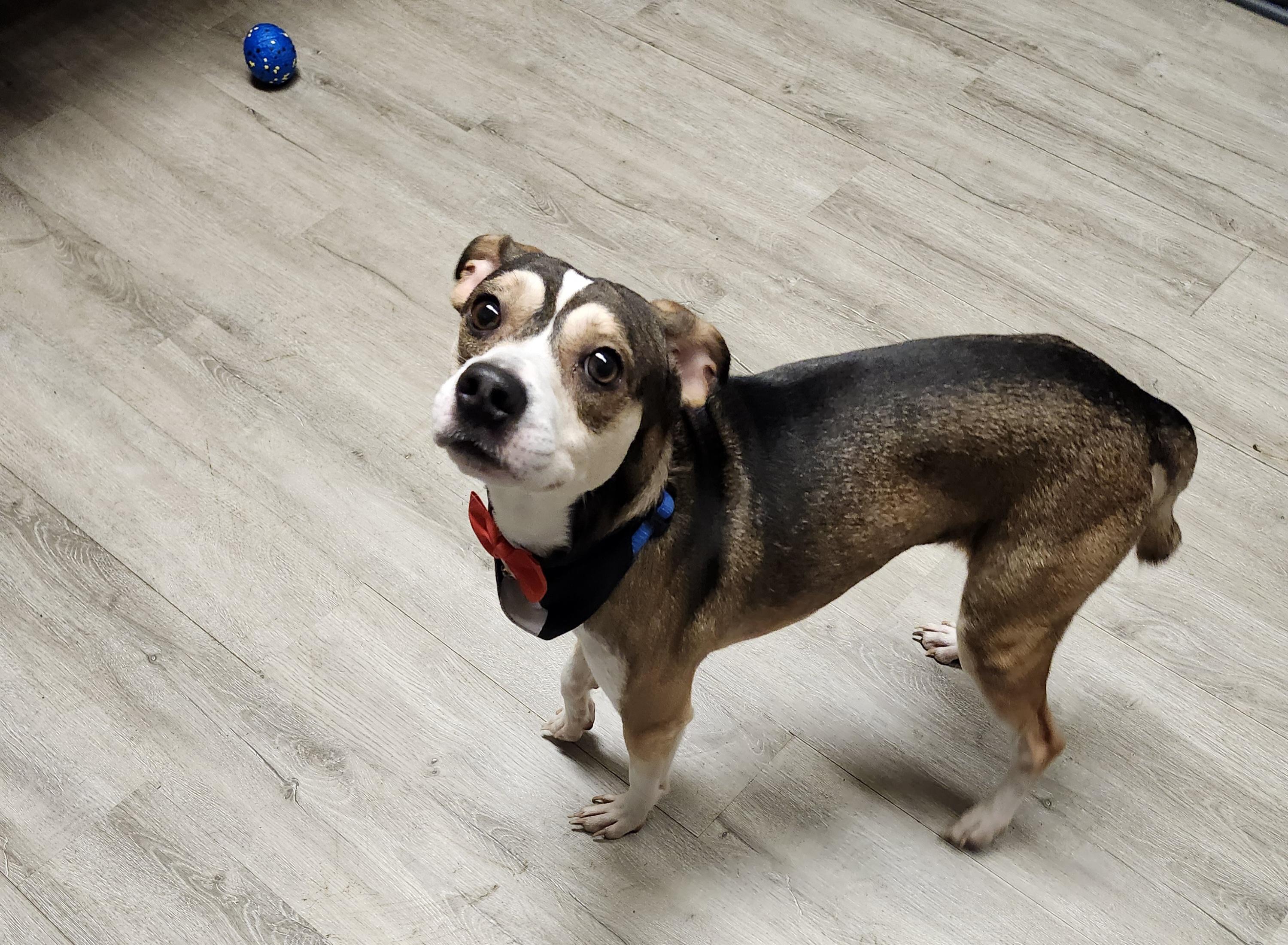 Butler, an adopted mixed breed in Mansfield, OH image 2/4
