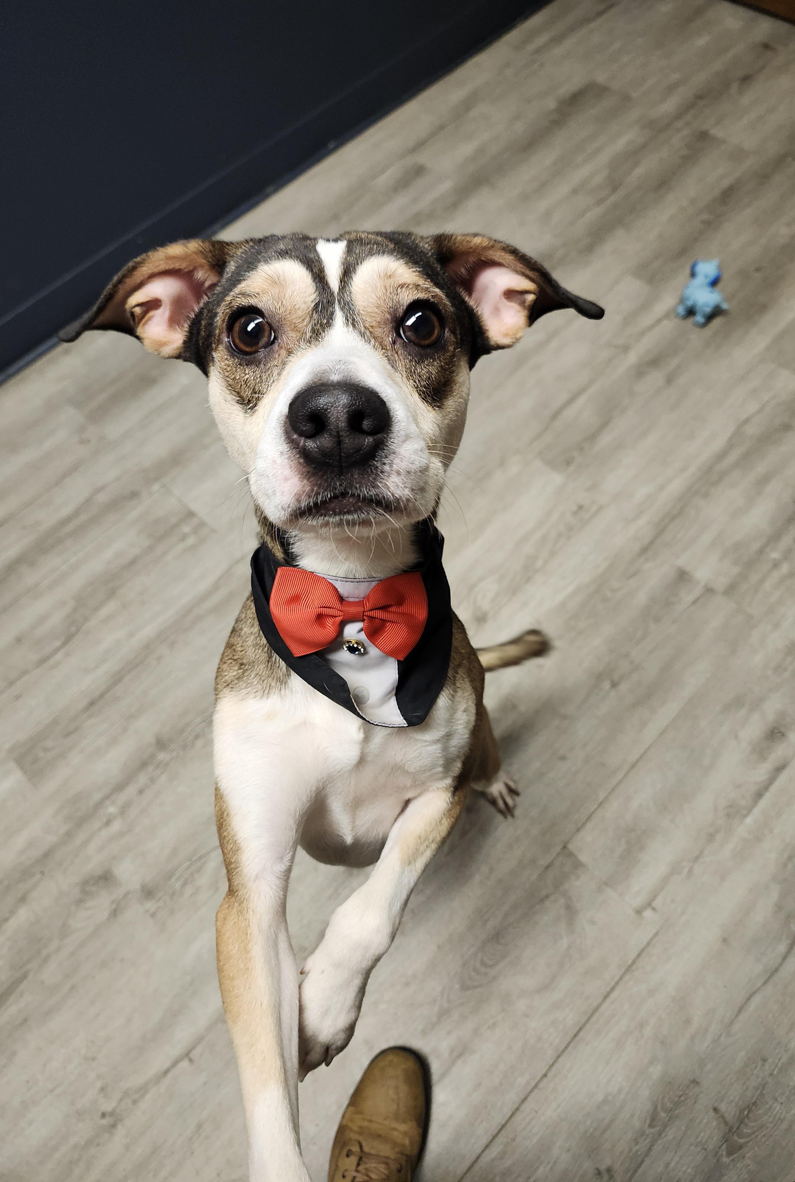Butler, an adopted mixed breed in Mansfield, OH image 3/4