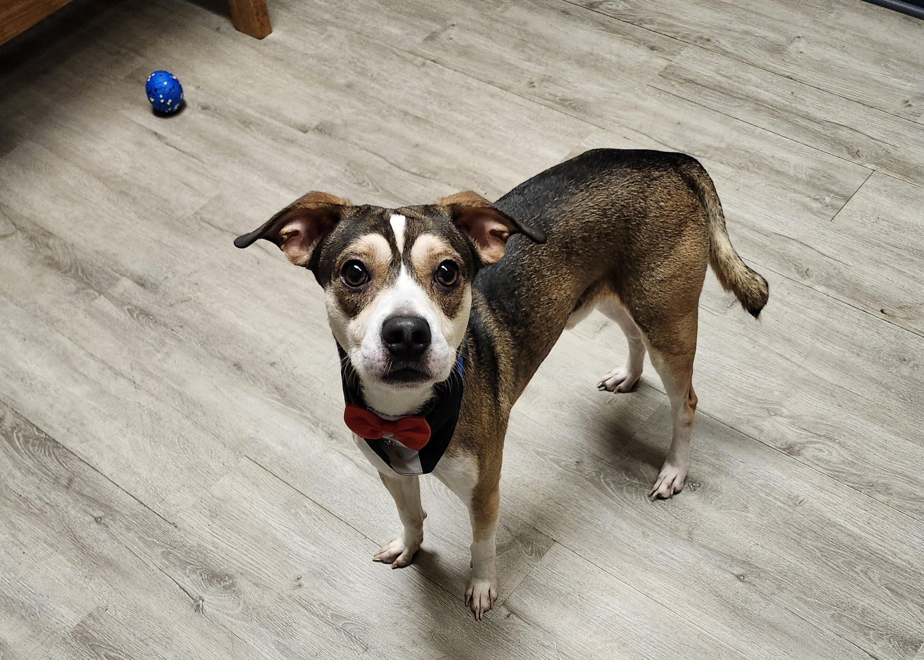 Butler, an adopted mixed breed in Mansfield, OH image 4/4