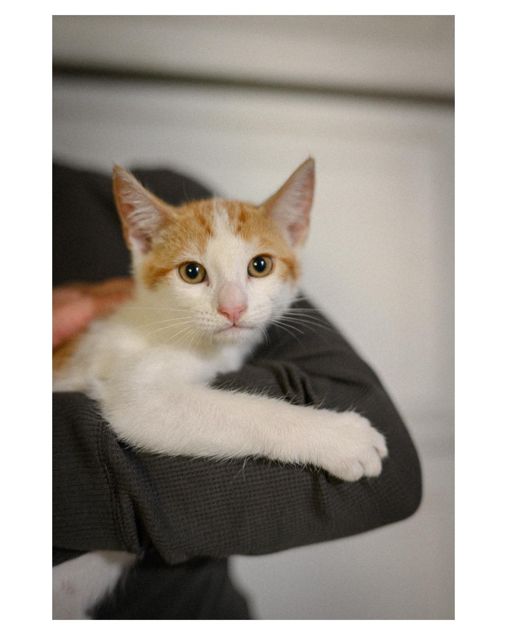 Lando Morris, an adopted Domestic Short Hair in Fairfield, CA image 1/3