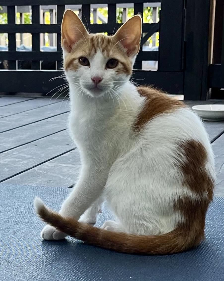 Lando Morris, an adopted Domestic Short Hair in Fairfield, CA image 3/3