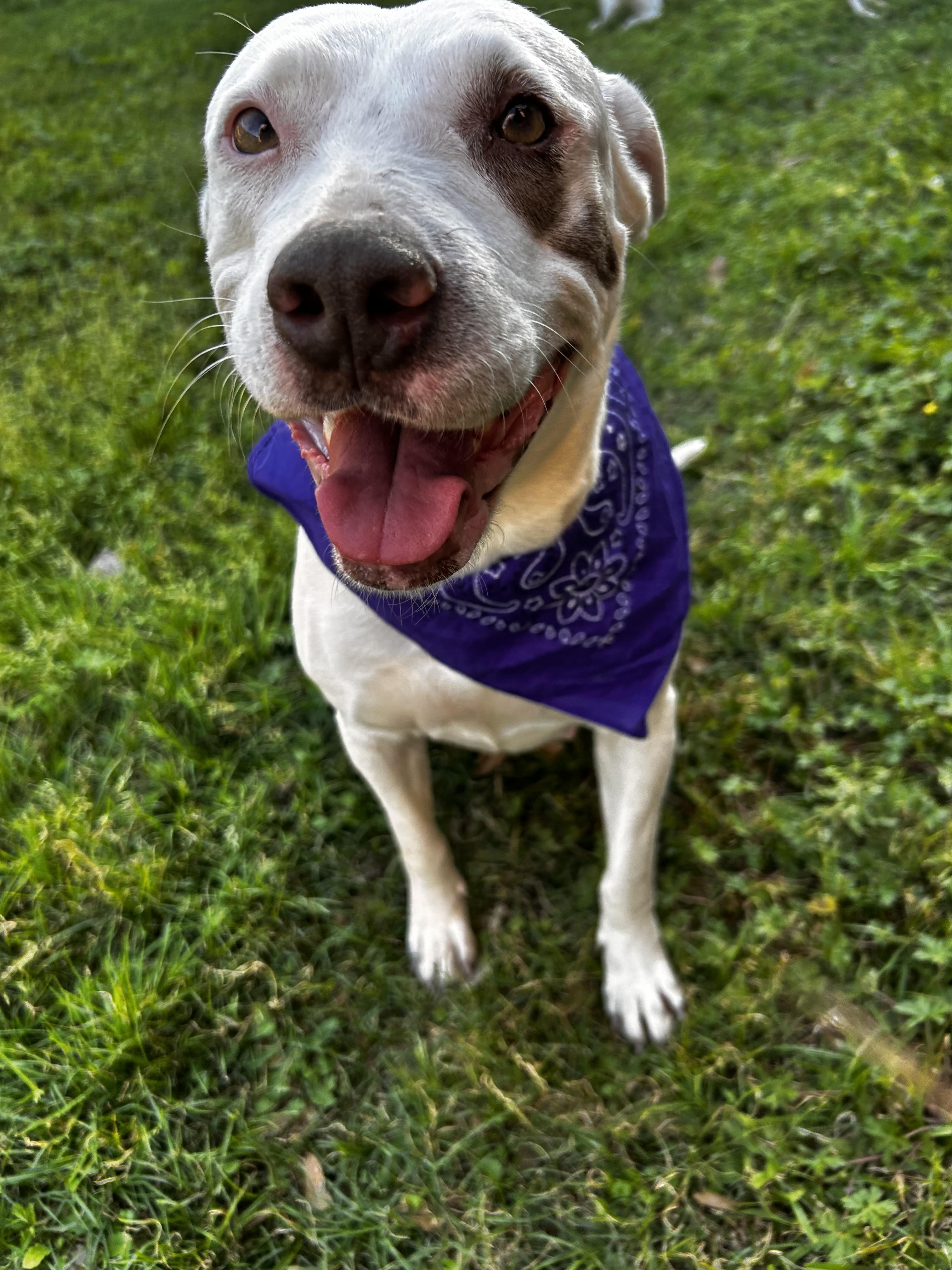 Enlarge Amorette, a Adoptable Pit Bull Terrier in New Orleans , LA image 5/5