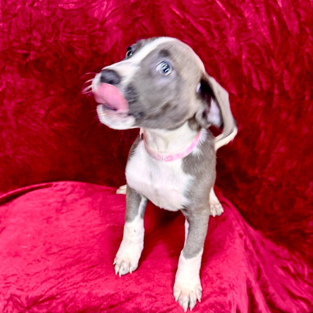 Enlarge Daenerys, a Adoptable mixed breed in Franklin, NC image 1/6