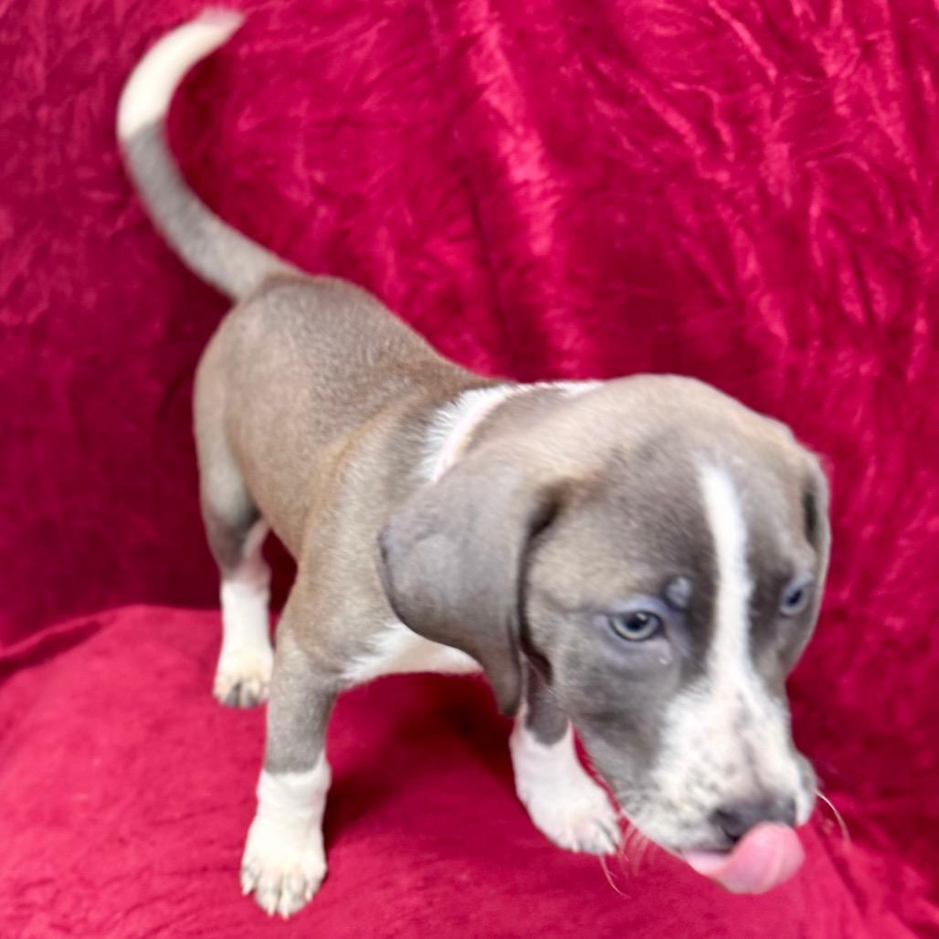 Enlarge Daenerys, a Adoptable mixed breed in Franklin, NC image 2/6
