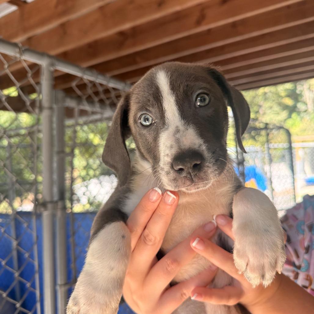 Enlarge Daenerys, a Adoptable mixed breed in Franklin, NC image 3/6