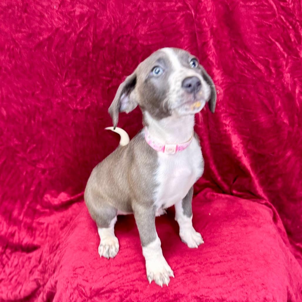 Enlarge Daenerys, a Adoptable mixed breed in Franklin, NC image 4/6