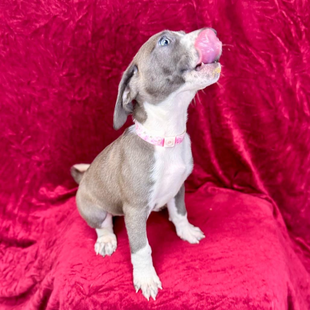 Enlarge Daenerys, a Adoptable mixed breed in Franklin, NC image 5/6