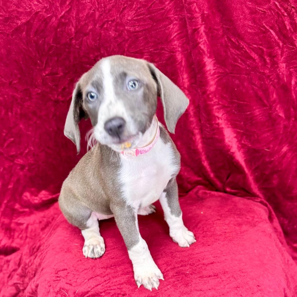 Enlarge Daenerys, a Adoptable mixed breed in Franklin, NC image 6/6