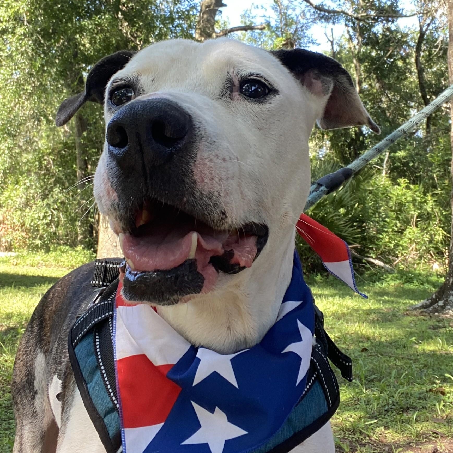 Enlarge KYRO, a Adoptable mixed breed in Largo, FL image 4/6