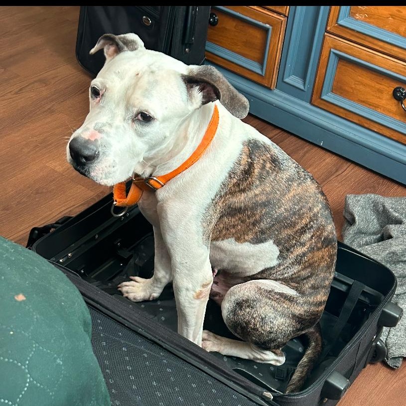 Enlarge KYRO, a Adoptable mixed breed in Largo, FL image 6/6