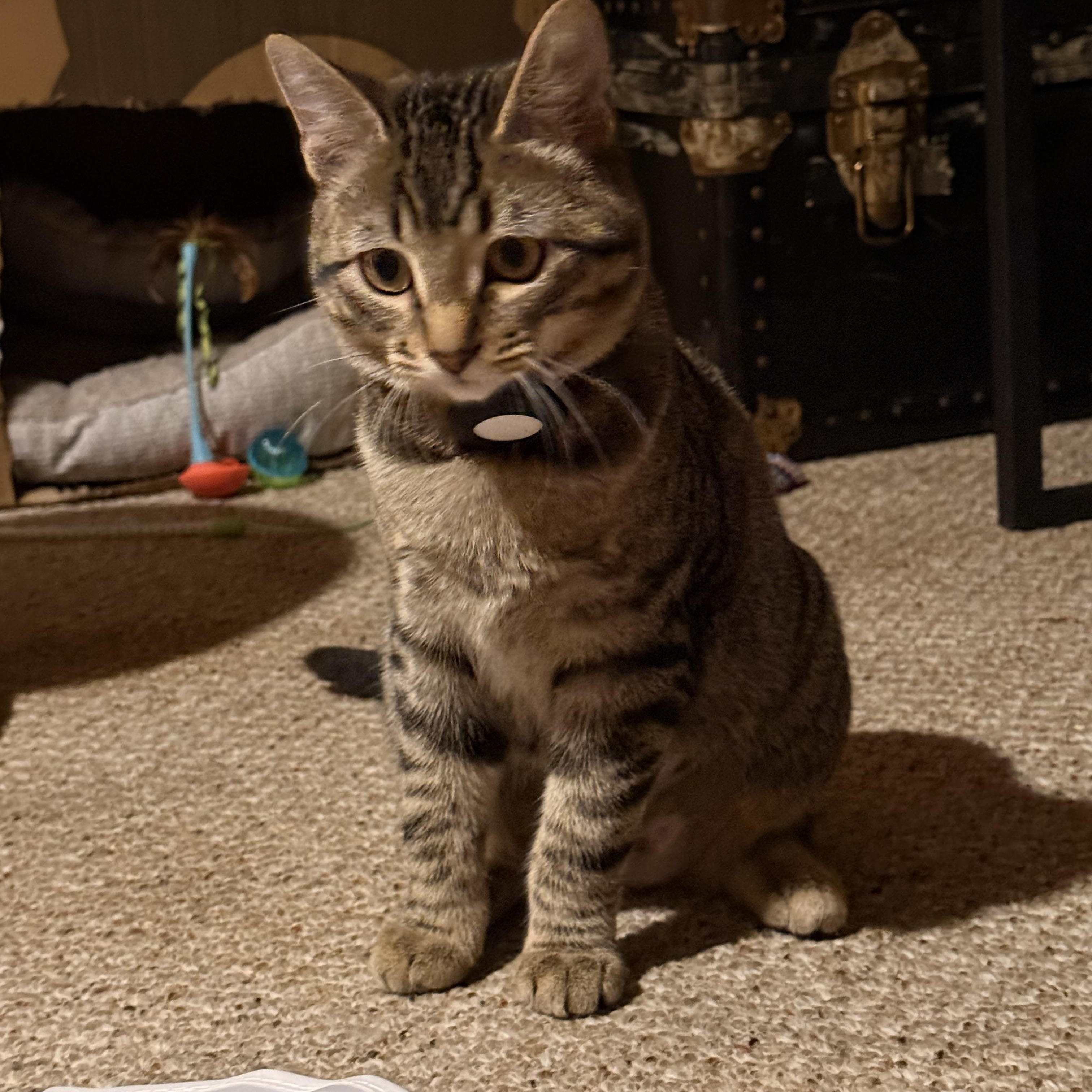 Juney, ADOPTABLE, Young Female Domestic Short Hair.