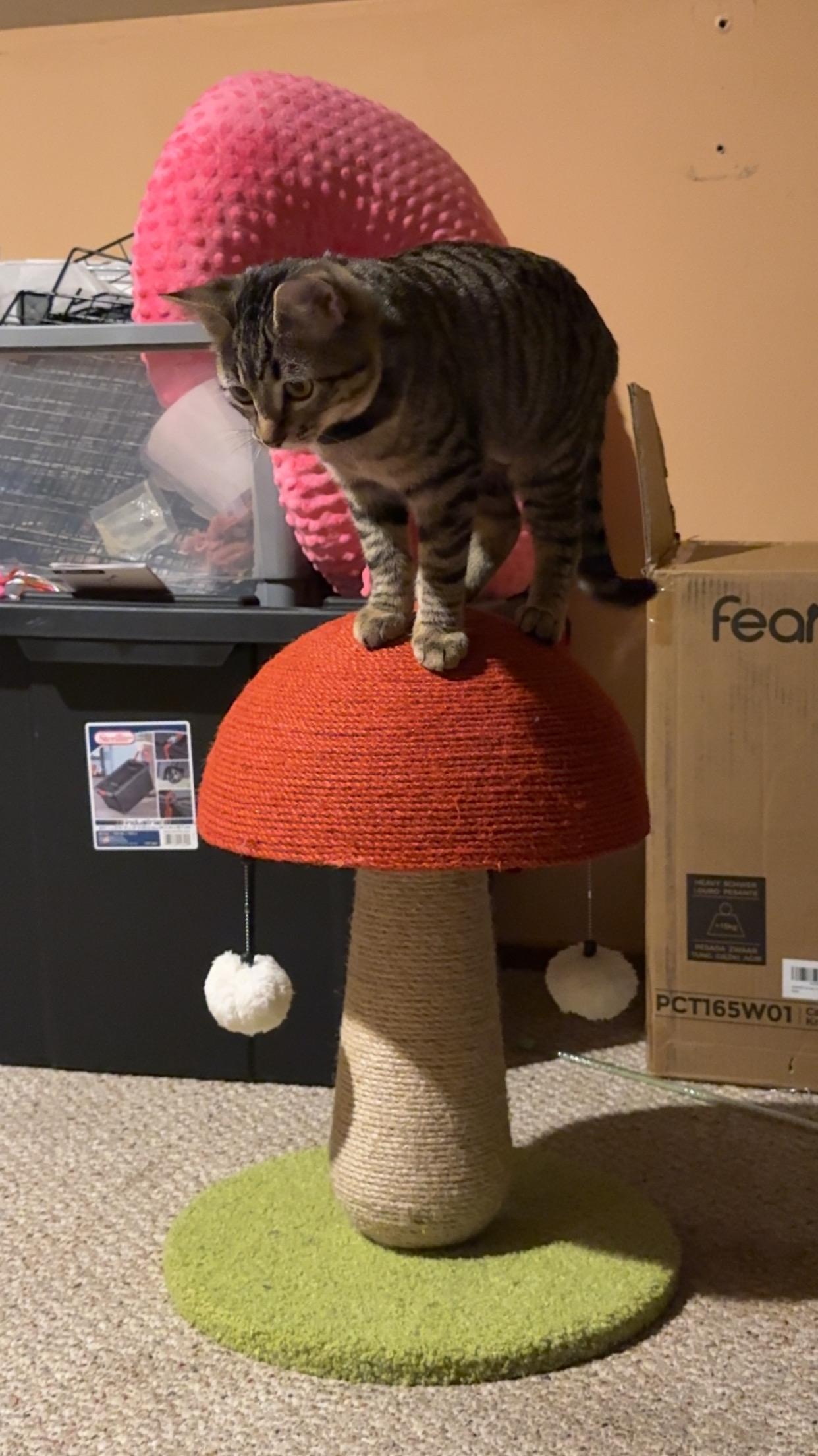 Enlarge Juney, a ADOPTABLE Domestic Short Hair in The Dalles, OR image 2/4