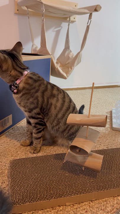 Enlarge Juney, a ADOPTABLE Domestic Short Hair in The Dalles, OR video 4/4