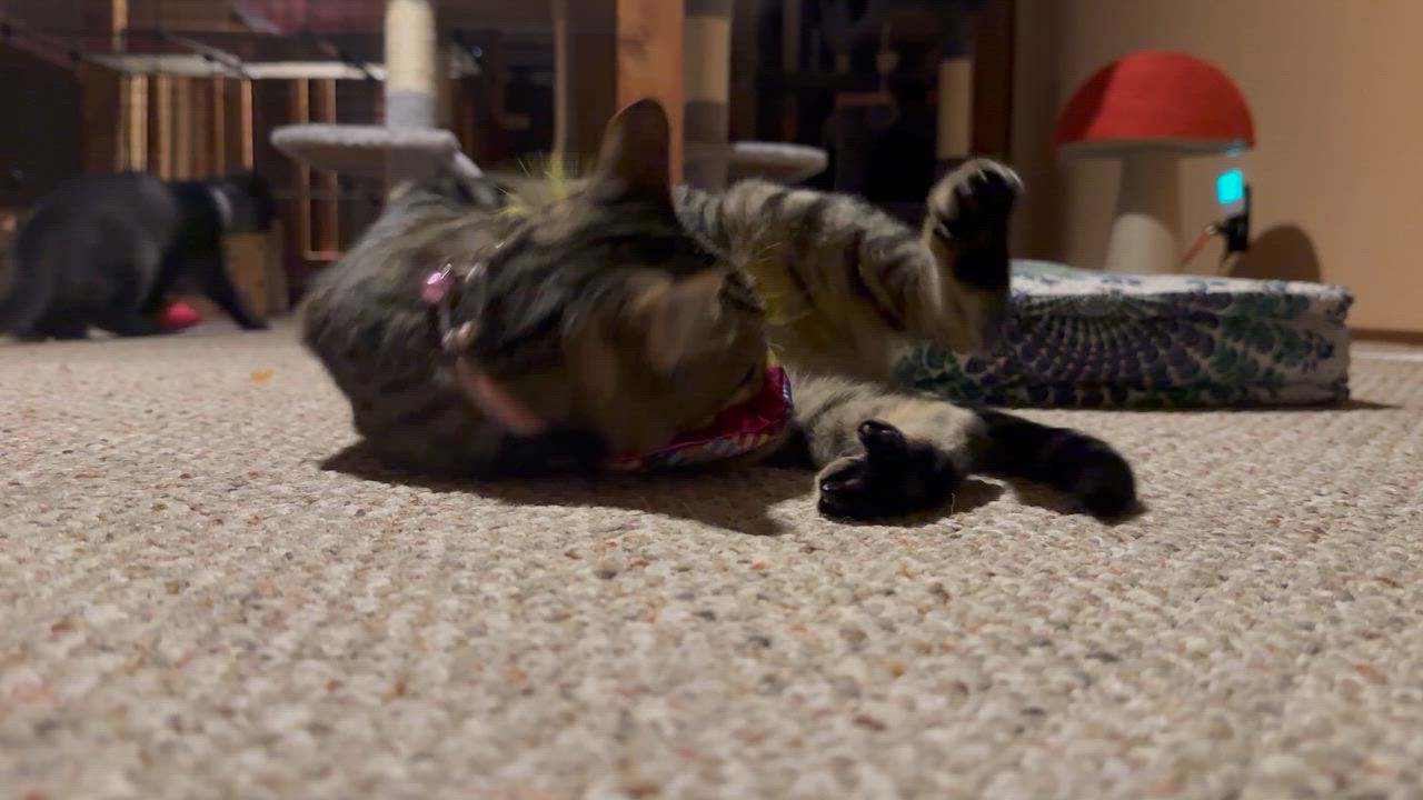 Enlarge Juney, a ADOPTABLE Domestic Short Hair in The Dalles, OR video 3/4