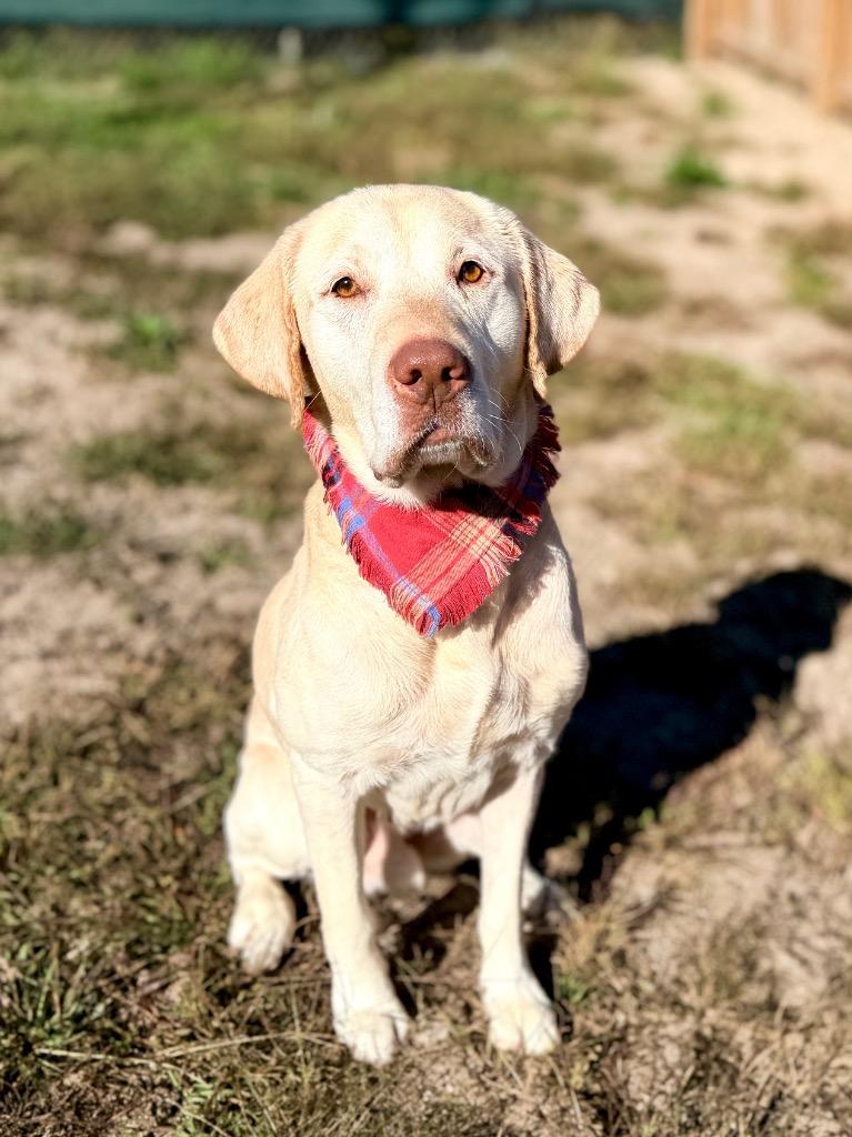 Dopey, Adoptable, Adult Male Yellow Labrador Retriever.