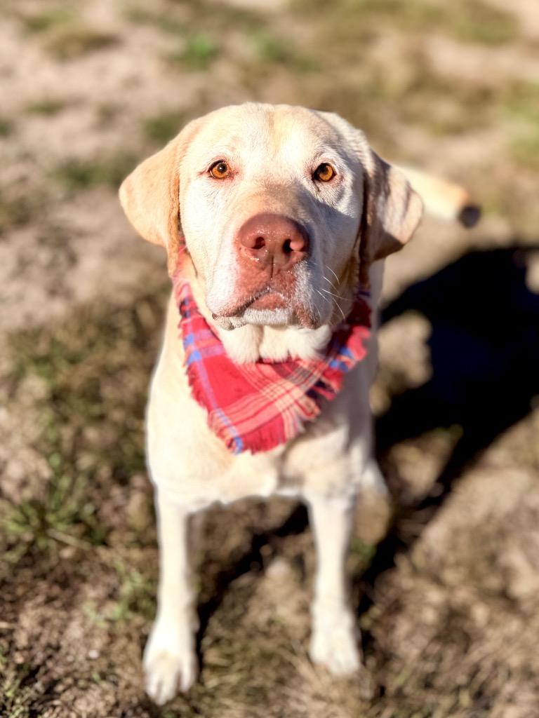 Enlarge Dopey, a Adoptable Yellow Labrador Retriever in Muskegon, MI image 2/2
