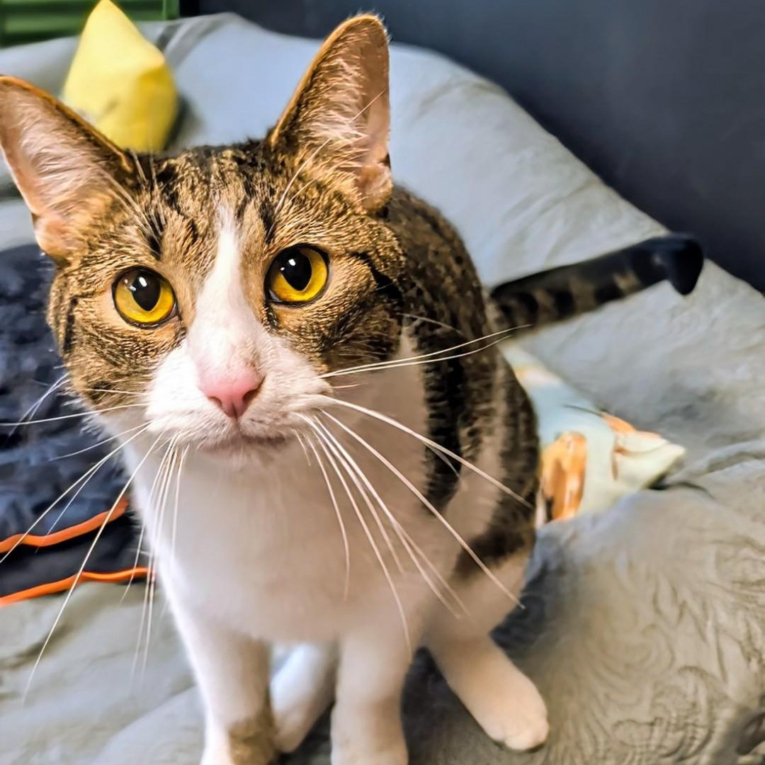 Enlarge Abbott, a Adoptable Domestic Short Hair in West Jefferson, OH image 5/6