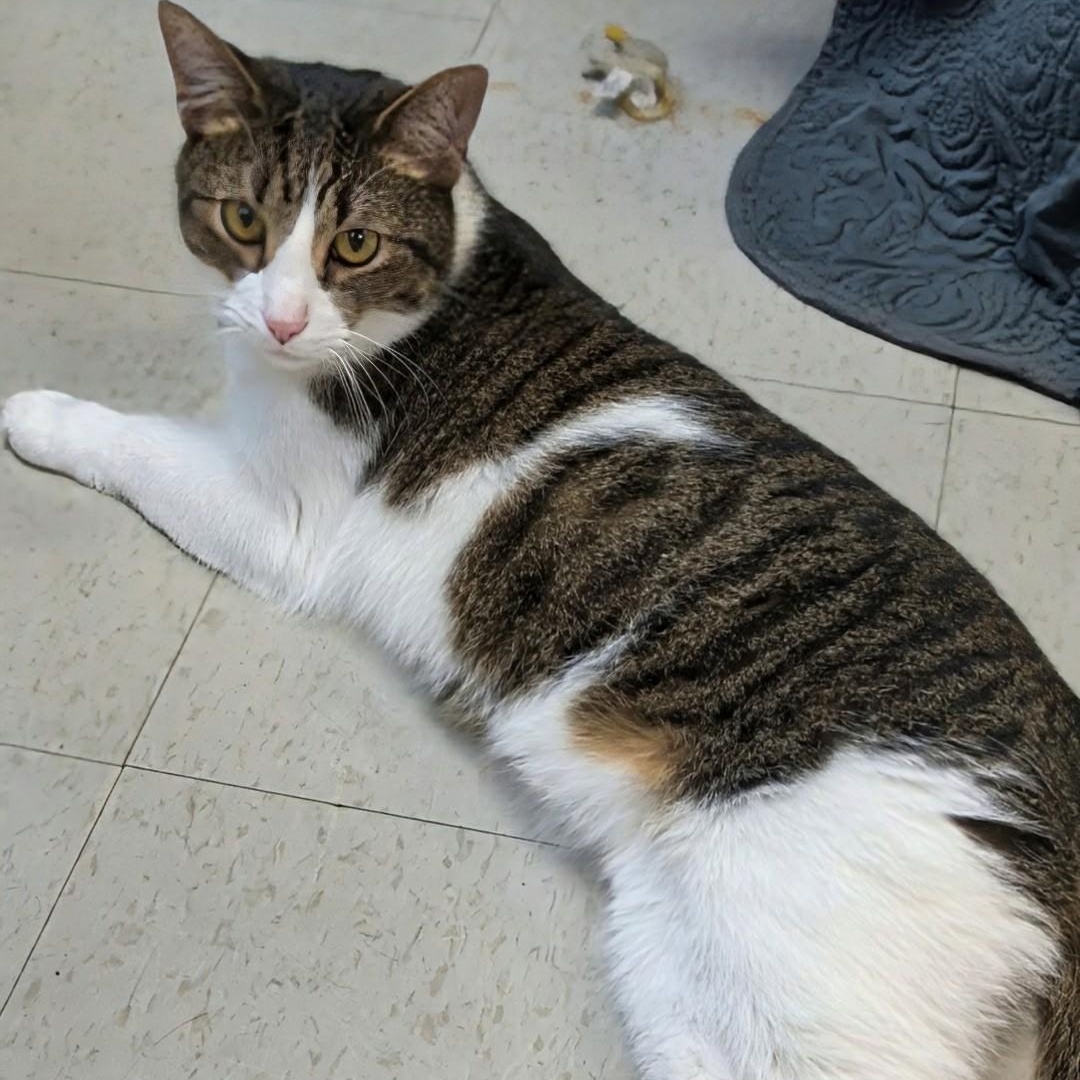 Enlarge Abbott, a Adoptable Domestic Short Hair in West Jefferson, OH image 4/6