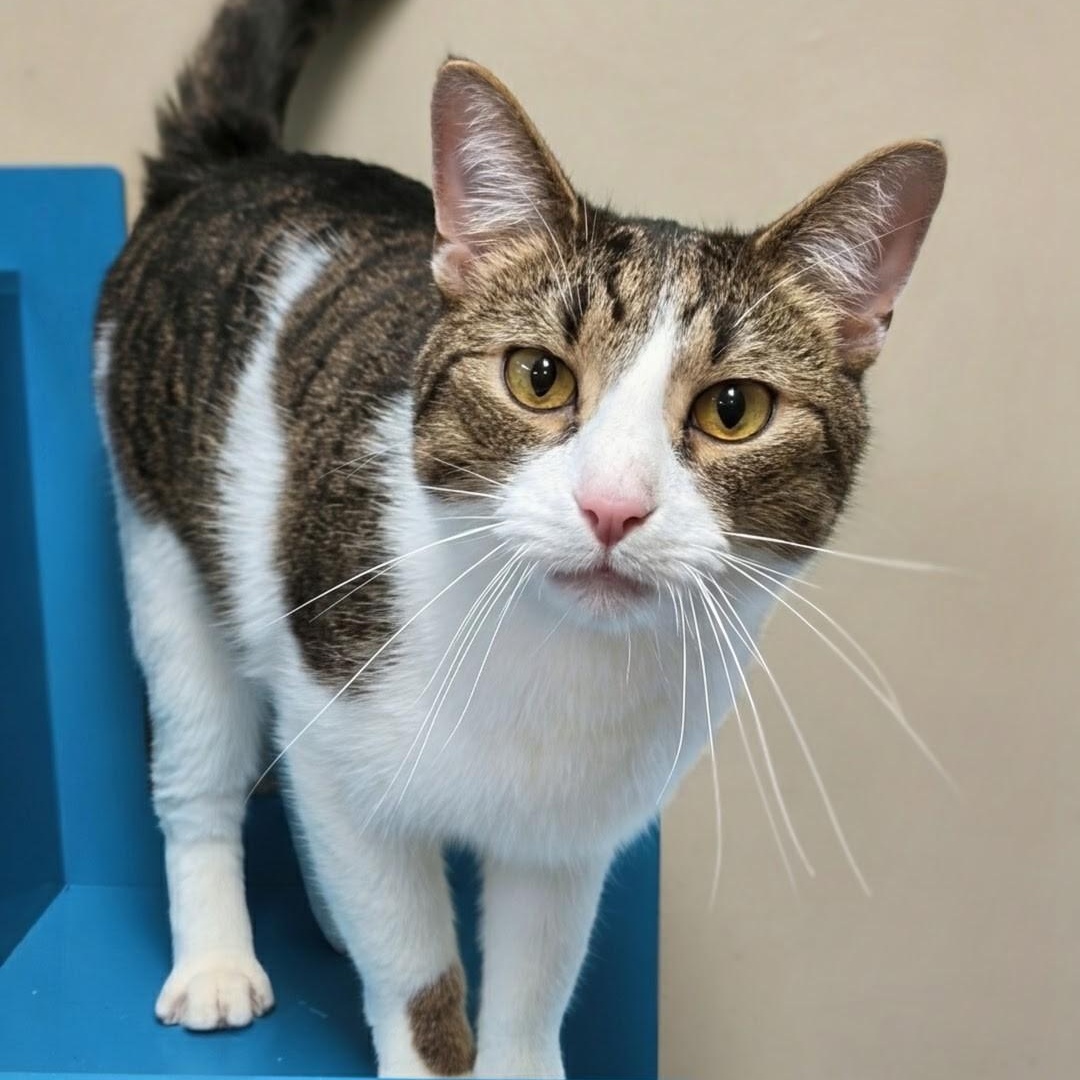 Abbott, Adoptable, Adult Male Domestic Short Hair.