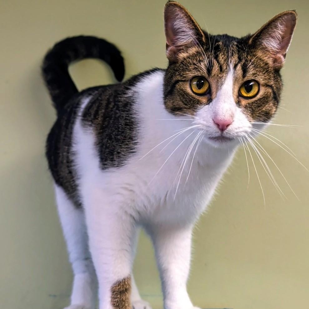 Enlarge Abbott, a Adoptable Domestic Short Hair in West Jefferson, OH image 6/6