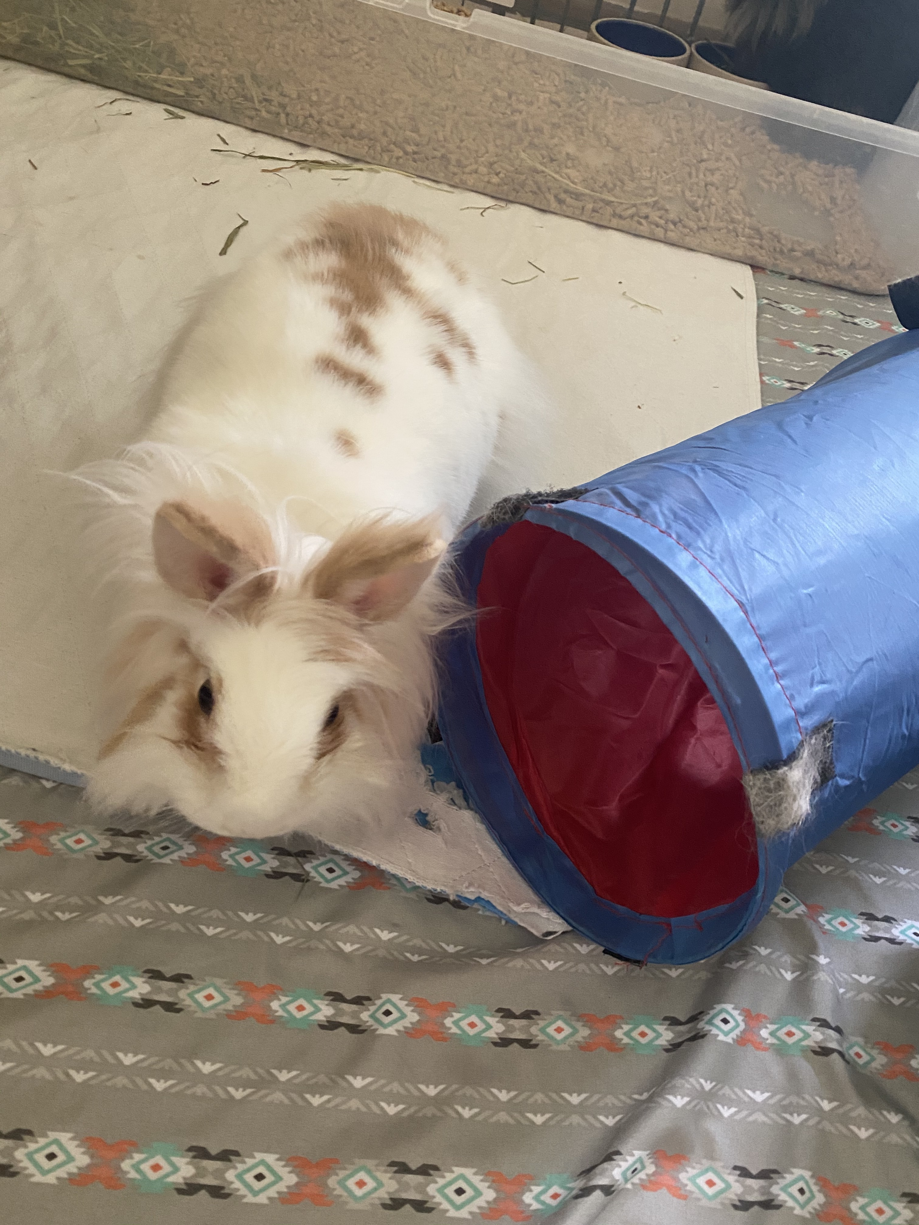 Bean and Bonnie photo 2