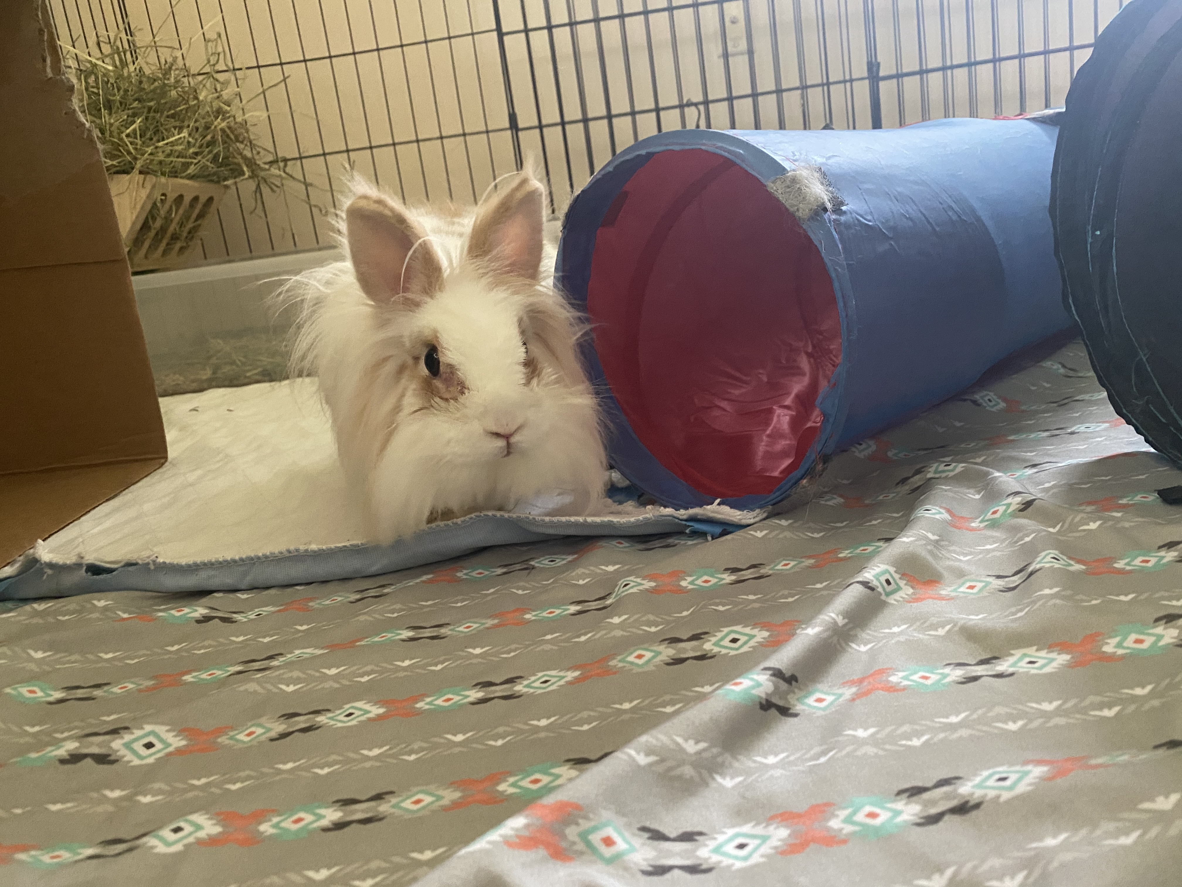 Bean and Bonnie photo 3