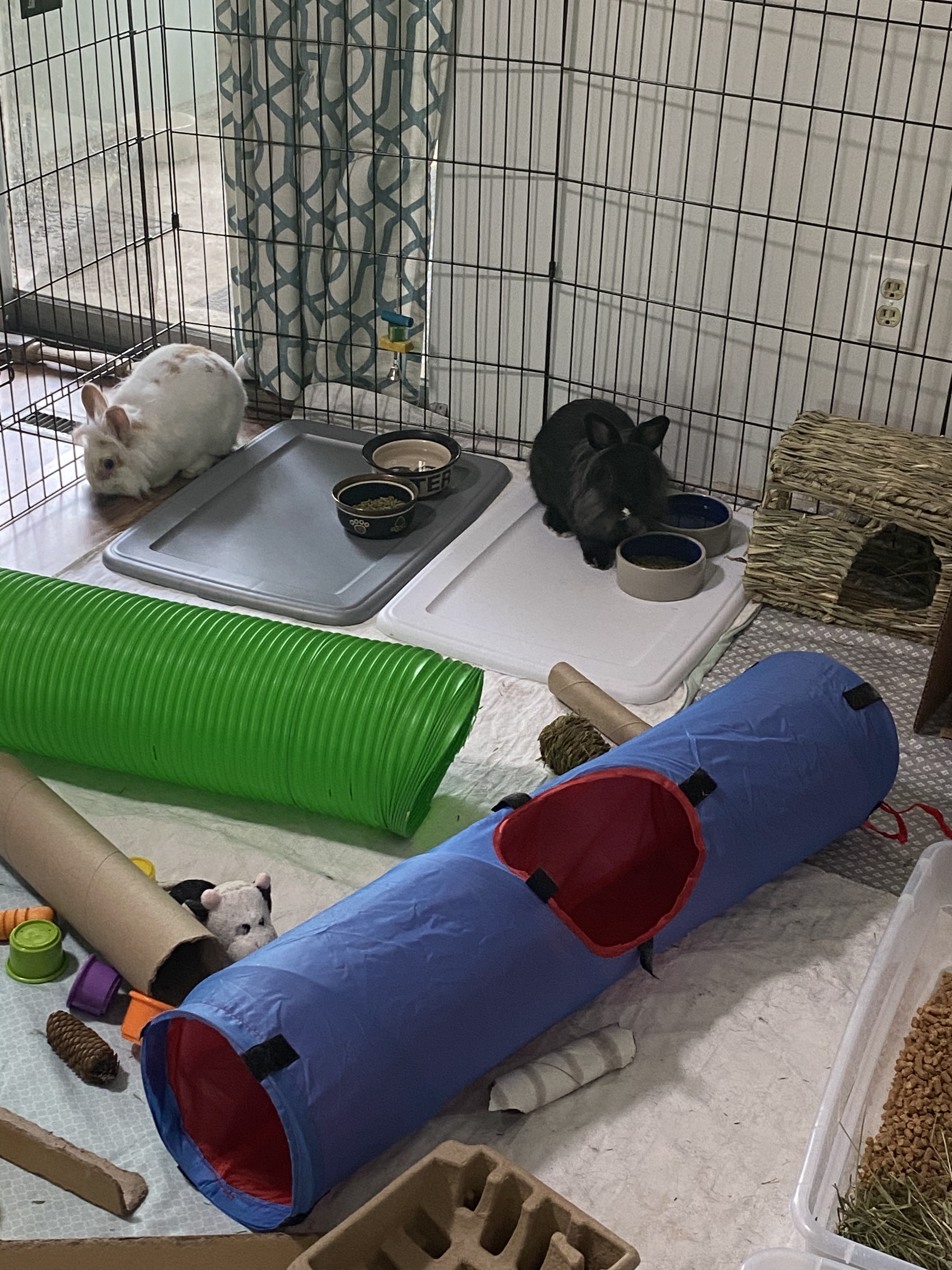 Bean and Bonnie photo 6