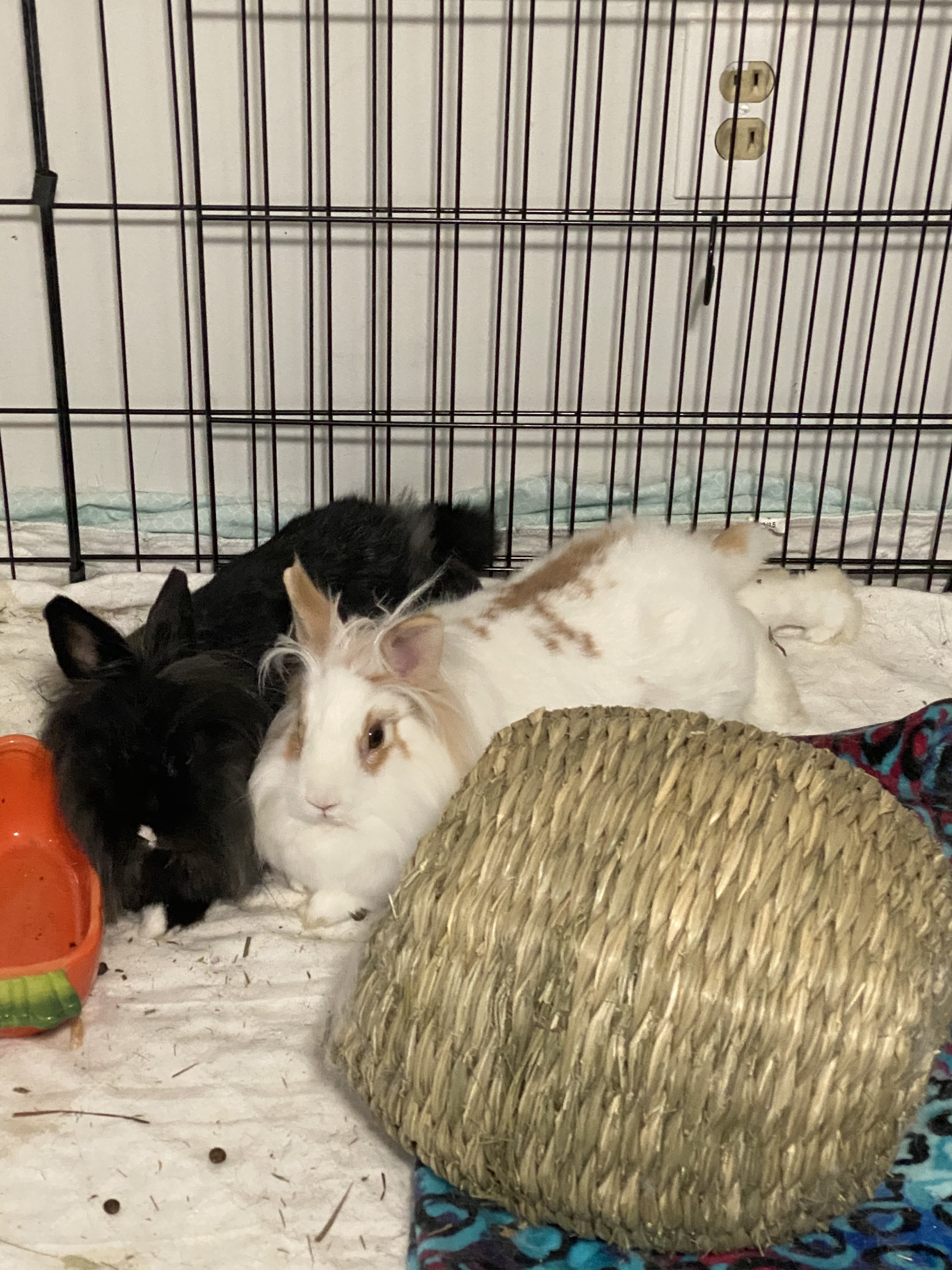 Bean and Bonnie, Adult Female unknown