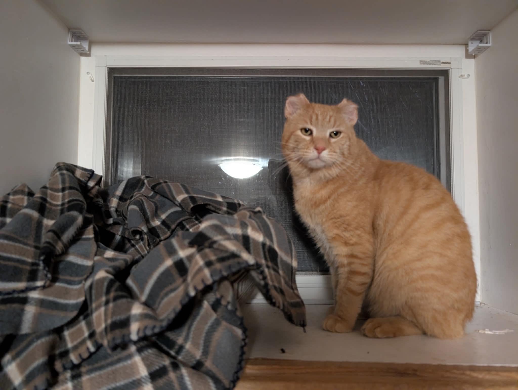Strider / Kyle, Adoptable, Adult Male Domestic Short Hair.
