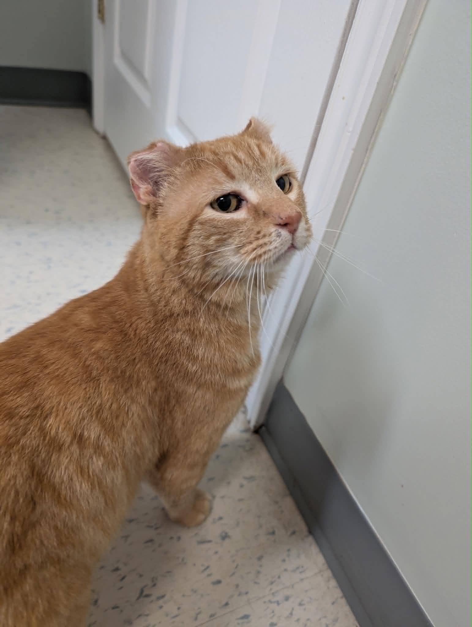 Enlarge Strider / Kyle, a Adoptable mixed breed in Fredericton, NB image 2/3