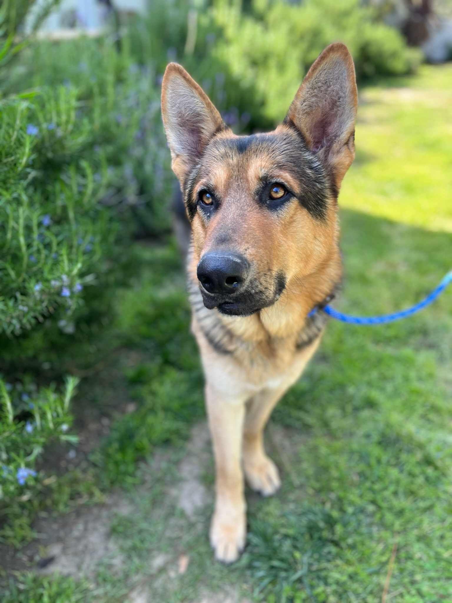 Enlarge McGill. Nka Wylie, a Adopted German Shepherd Dog in Gretna, NE image 1/1