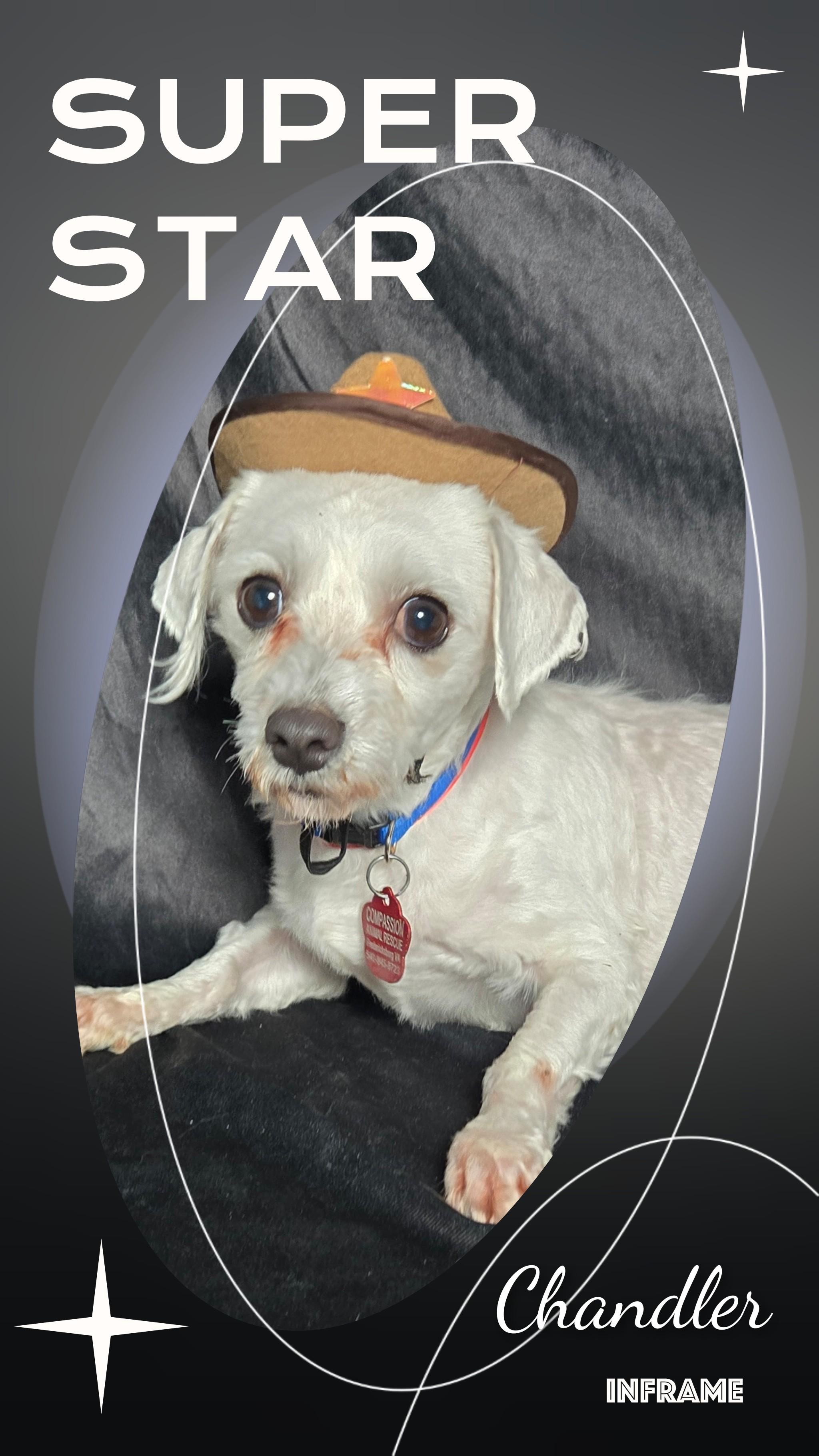 Chandler thumbnail 2