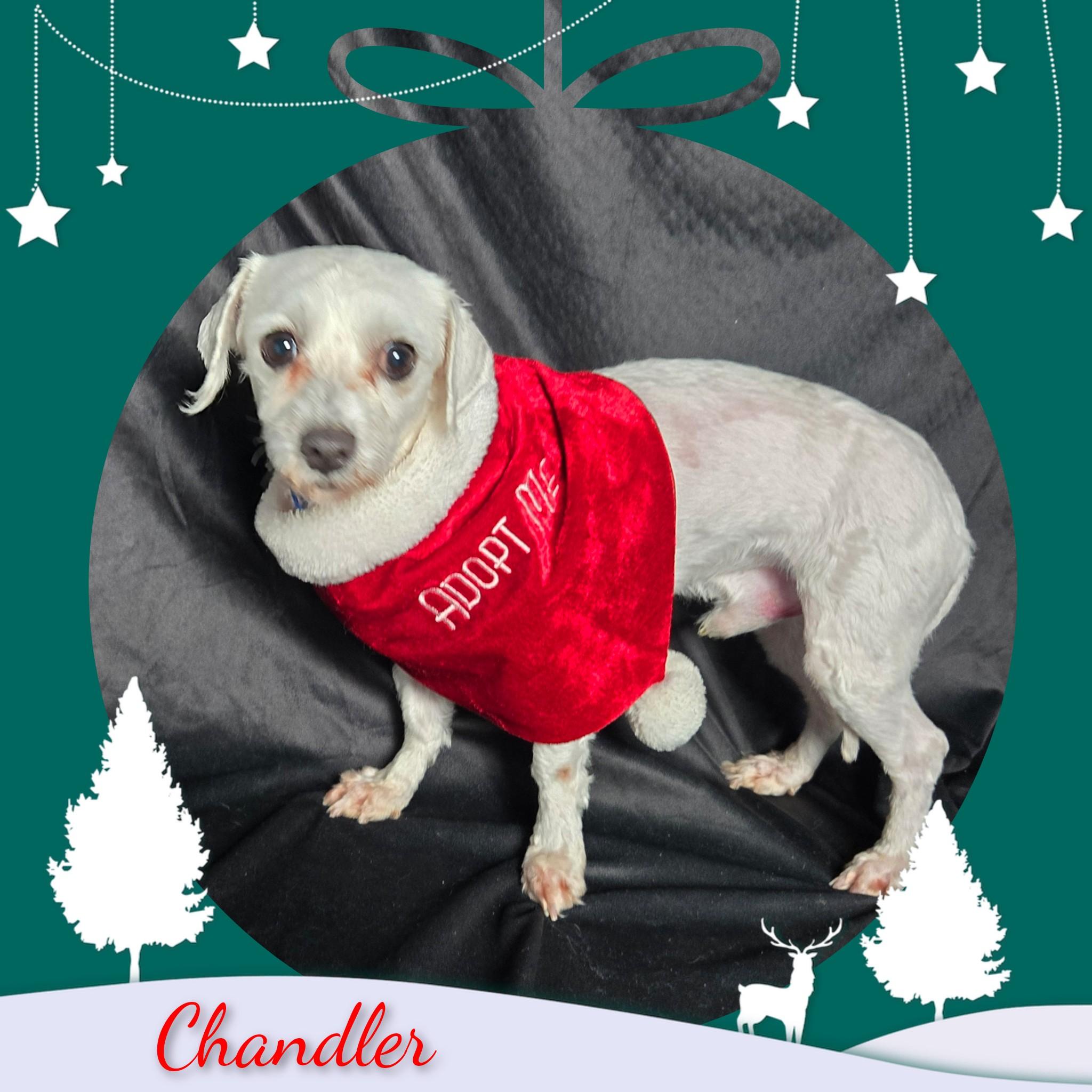 Chandler thumbnail 3